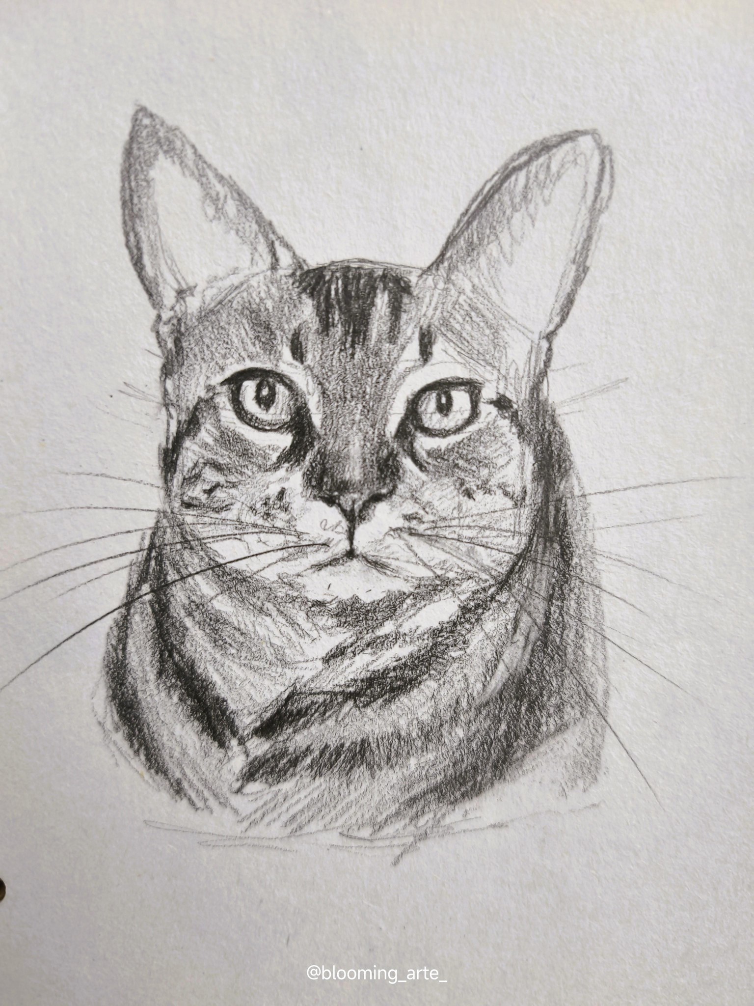 Sketching Animal Portraits: Breaking Down References & Proportions - image 7 - student project