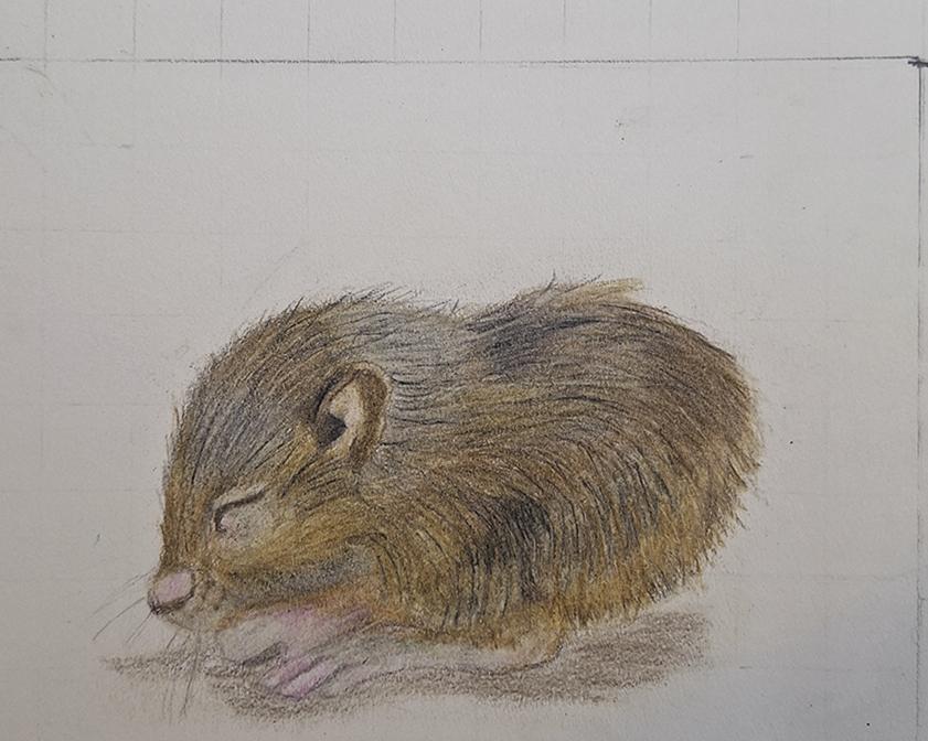 Sweet Little Mouse - image 1 - student project