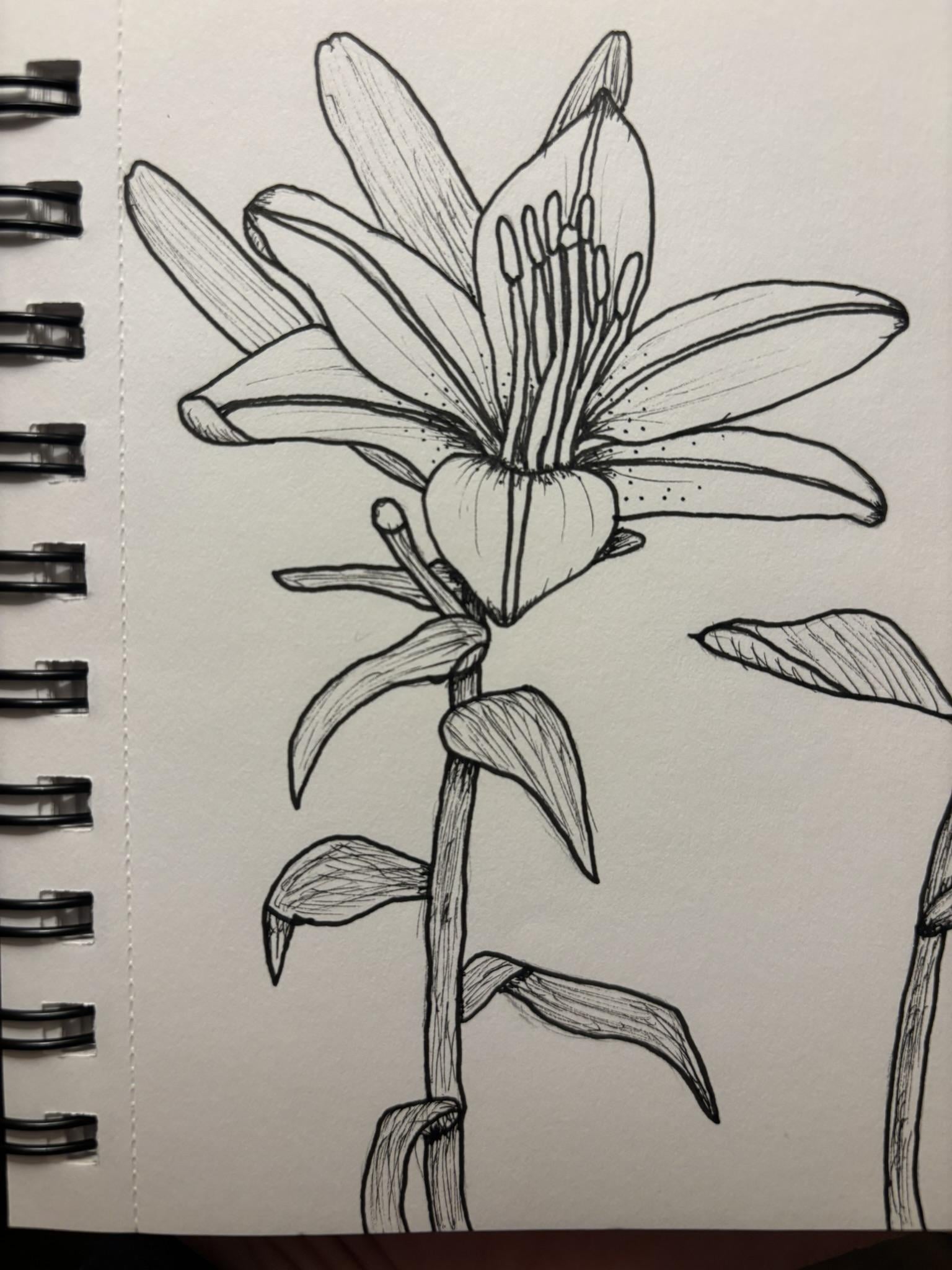 Flower Drawings - image 11 - student project