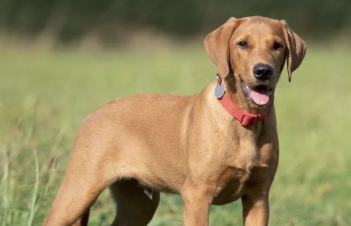 My dog is cute! - image 1 - student project