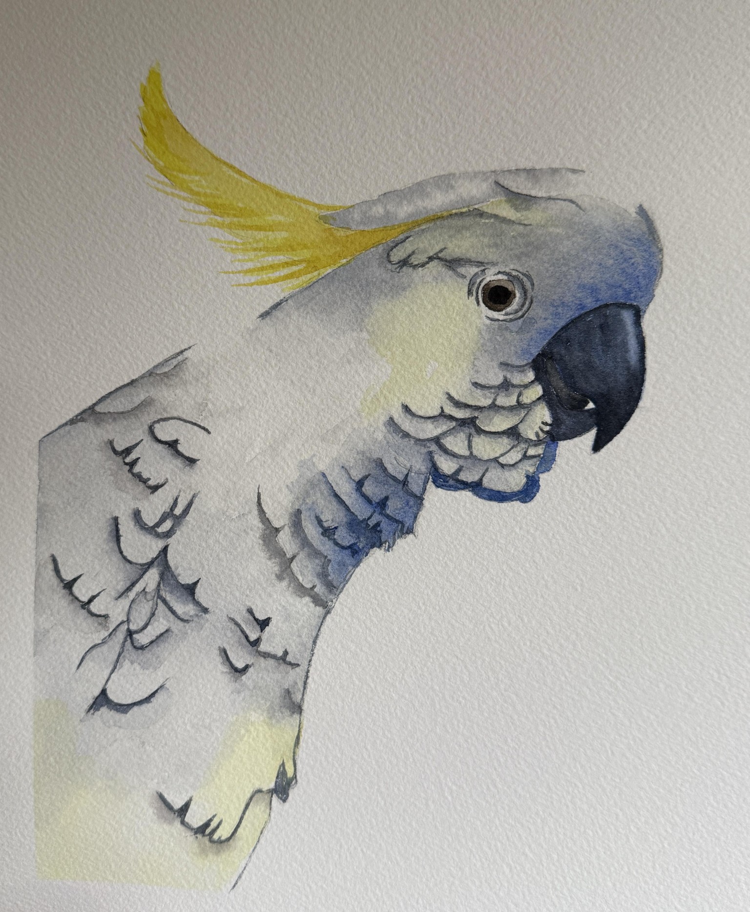 White cockatoo - image 1 - student project