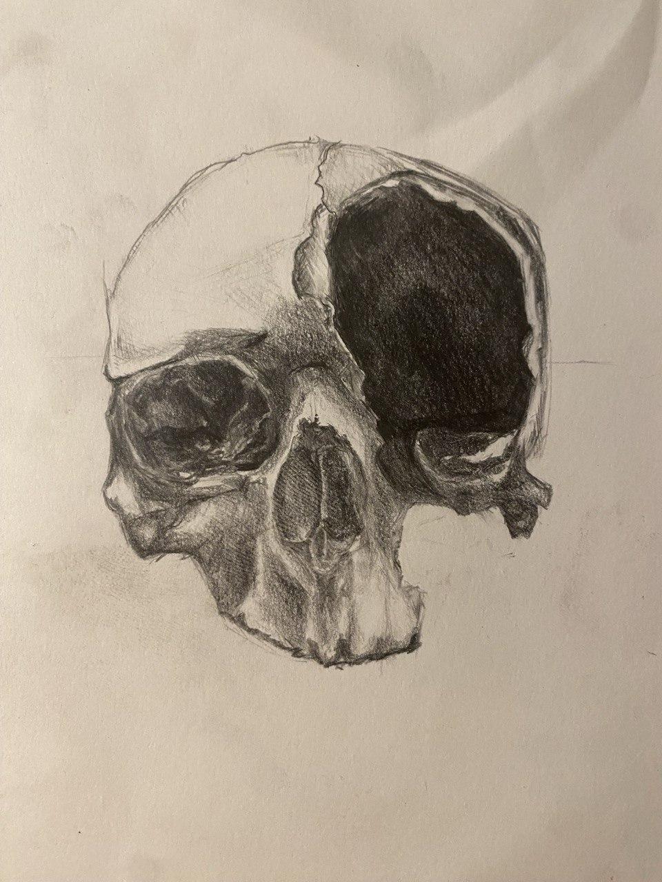 Skull study - image 1 - student project