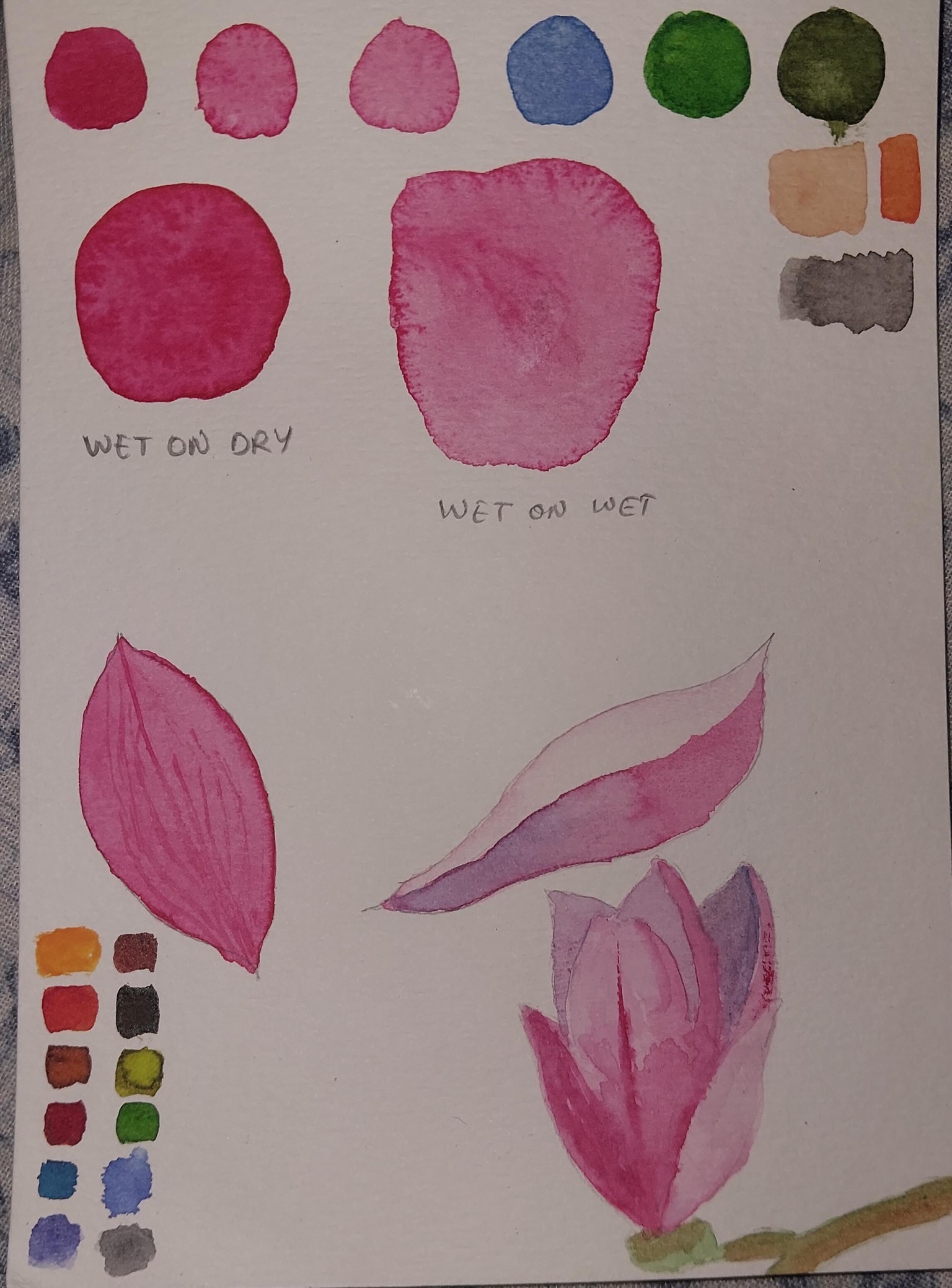 Magnolia FLower study - image 1 - student project