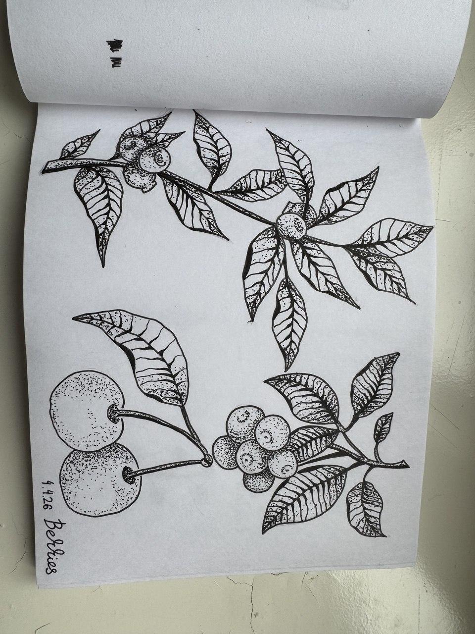Blueberries and cherries - image 1 - student project