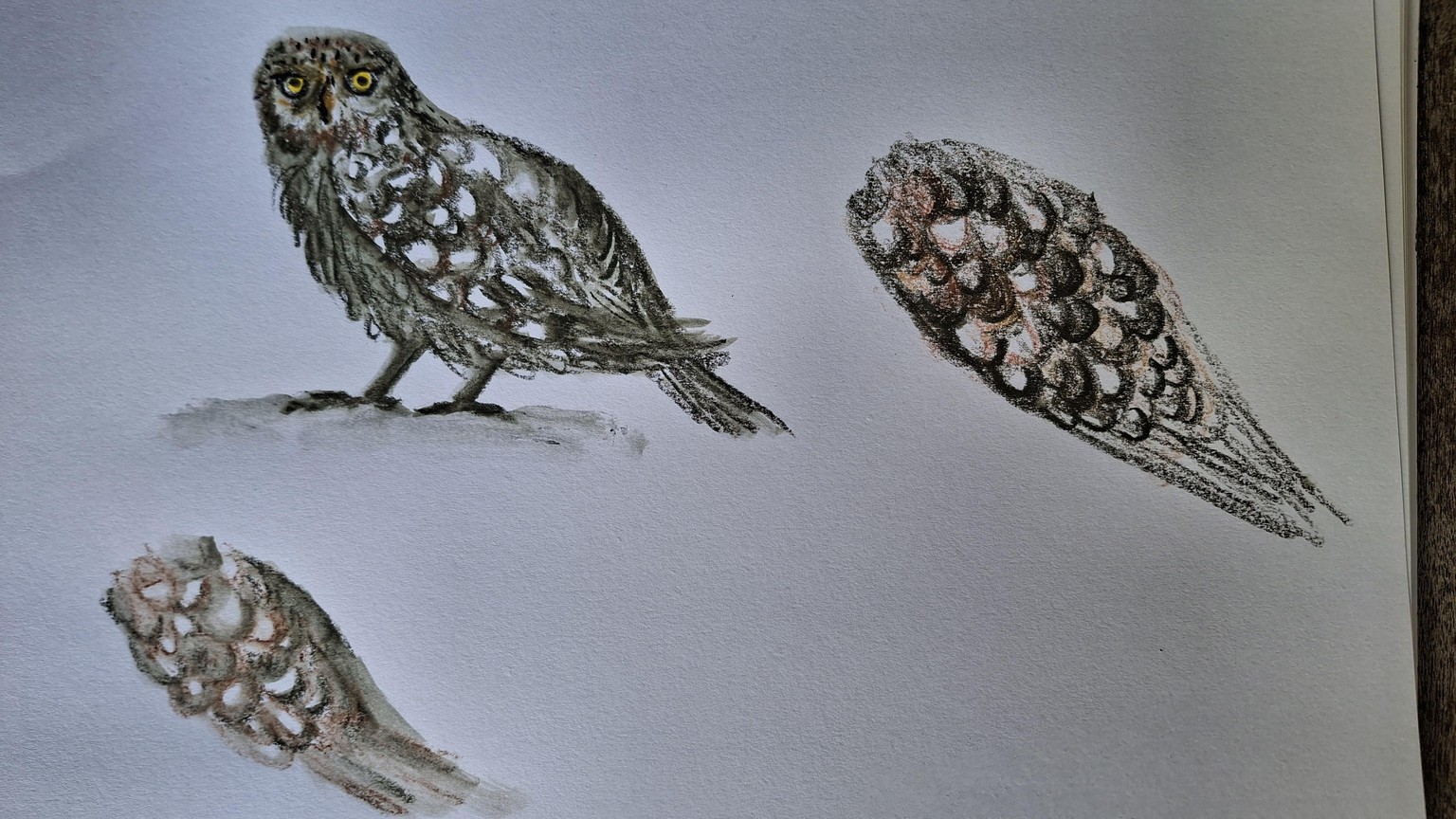 Owls and experimenting - image 2 - student project