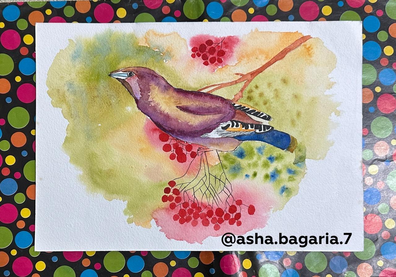 Bohemian waxwing - image 1 - student project