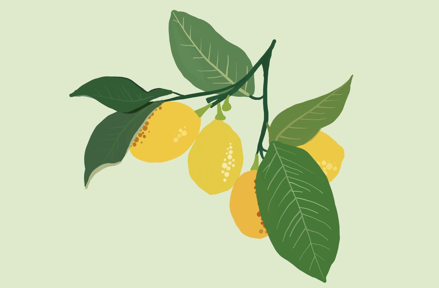 Flat gouache fruit and foliage - image 3 - student project