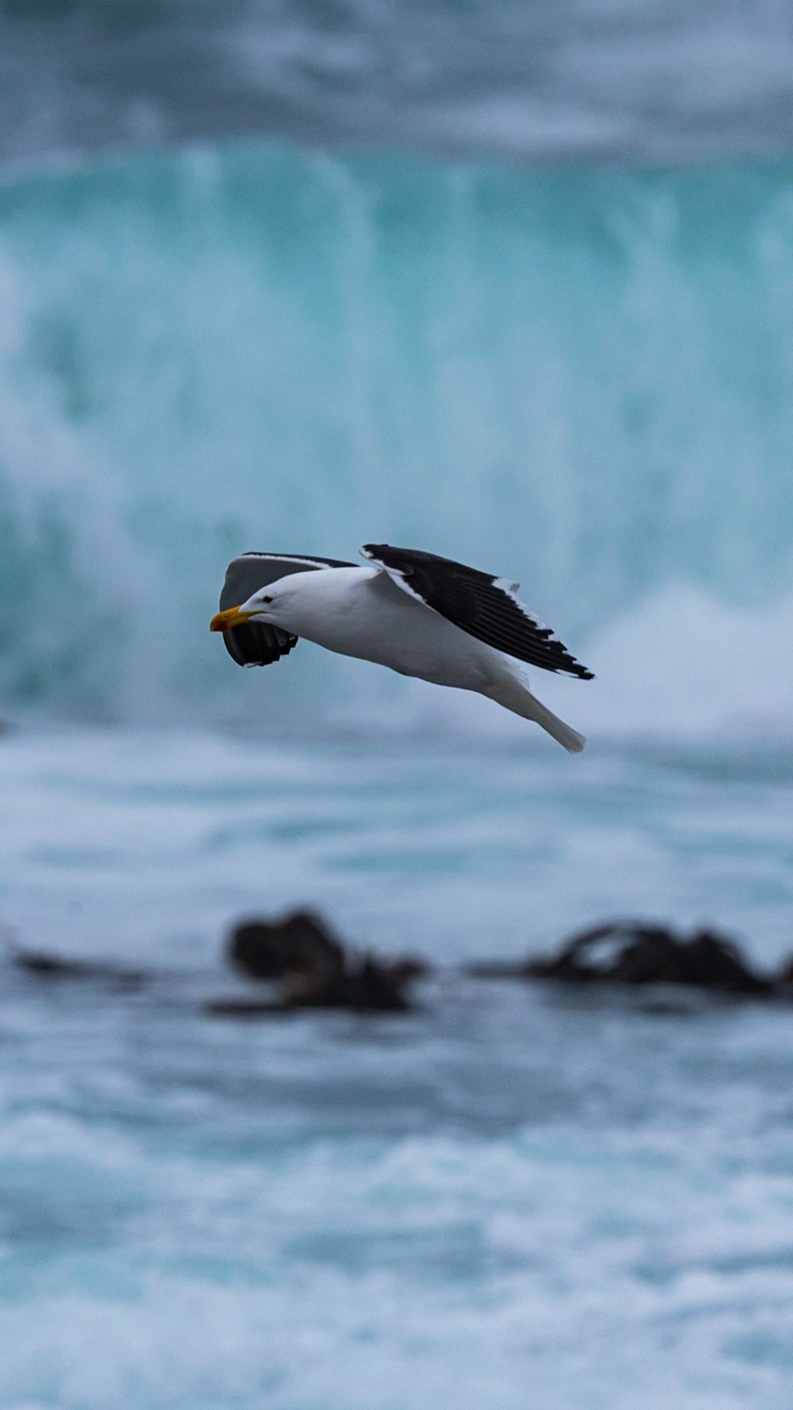 Starting Wildlife Photography - image 1 - student project