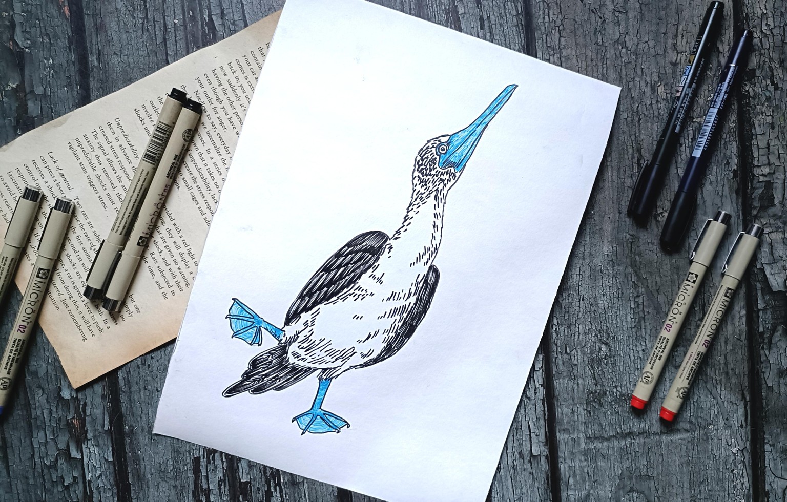 Blue Footed Bird - image 4 - student project