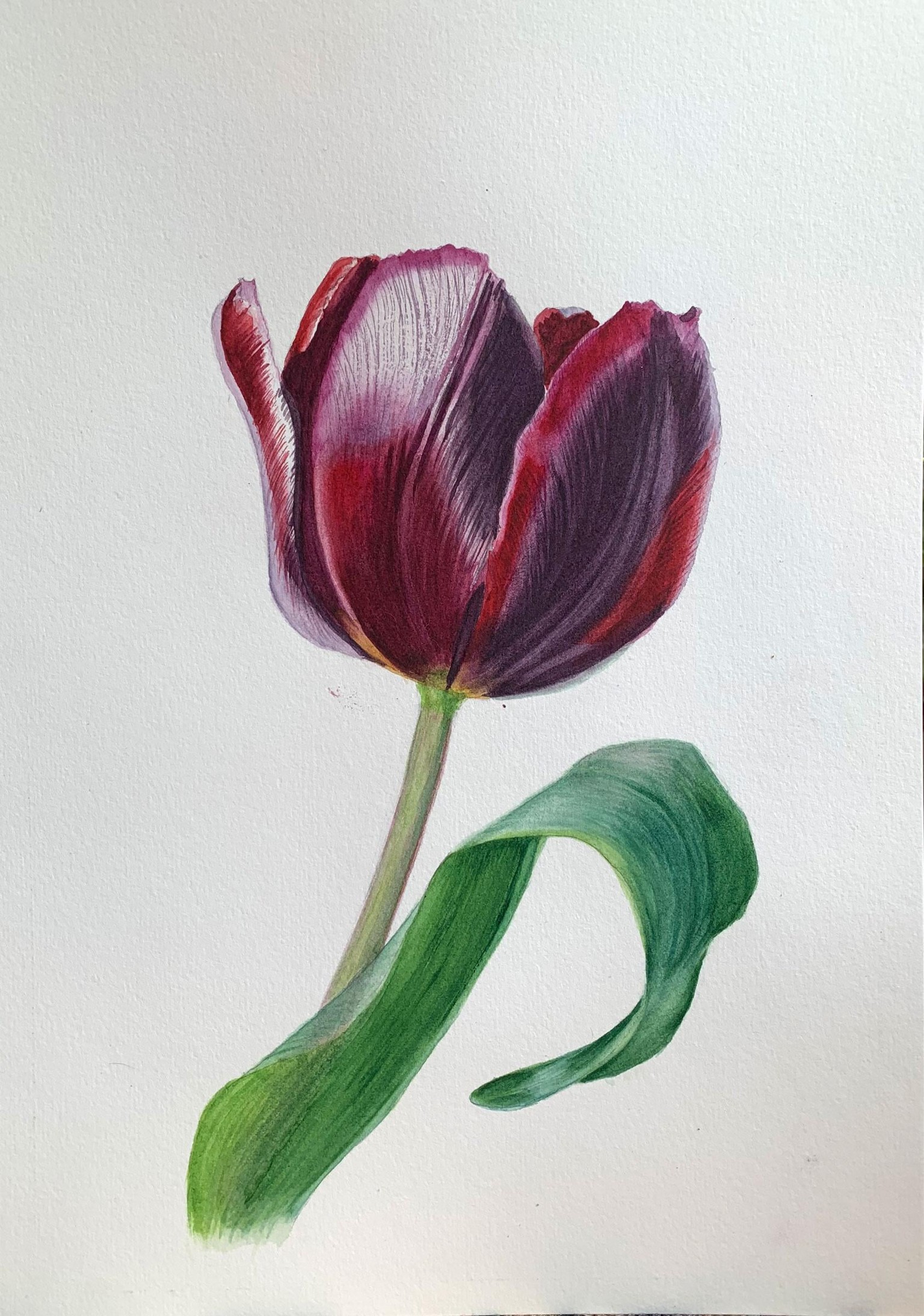 Tulip - image 2 - student project