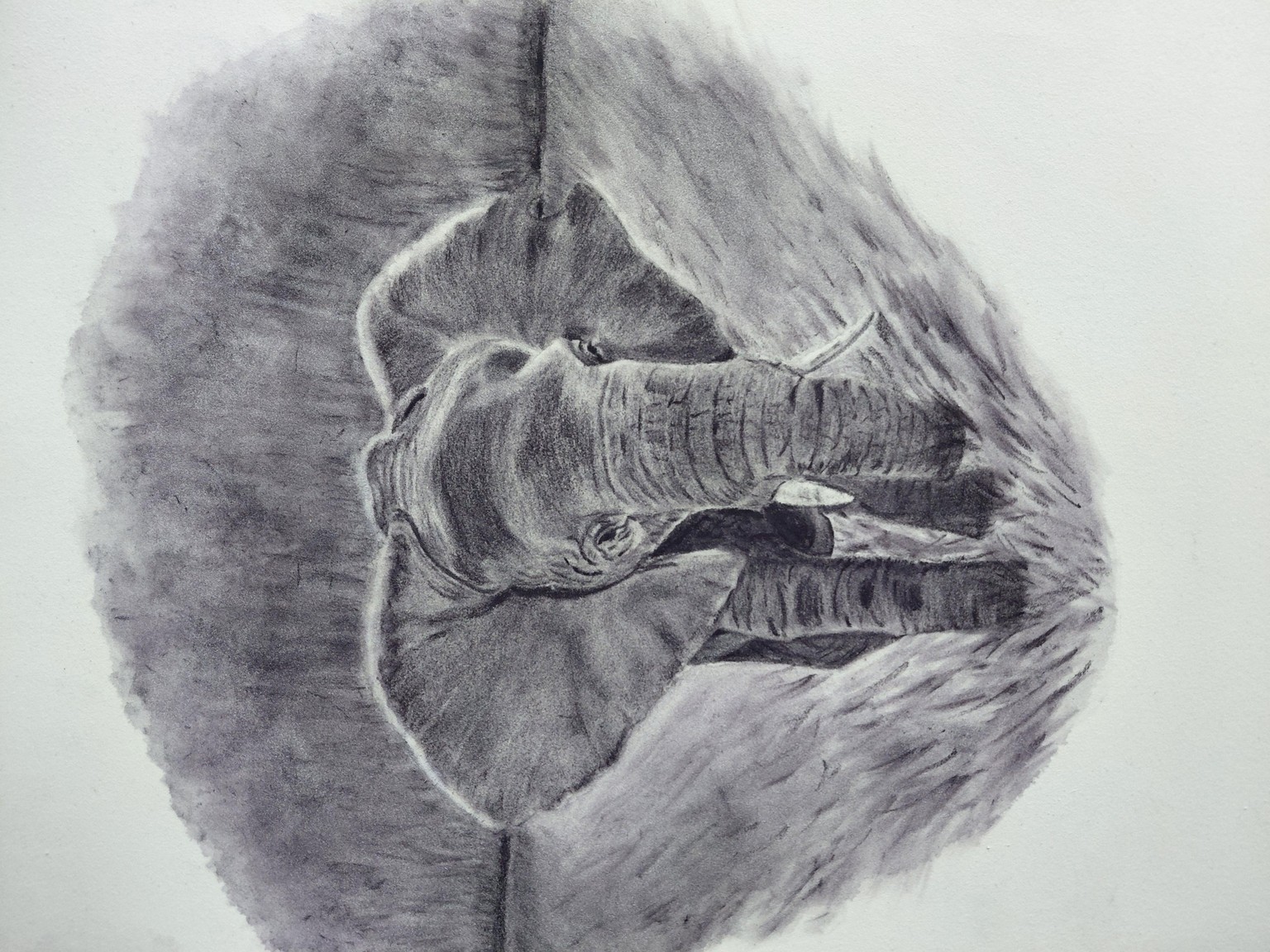 Elephant in charcoal - image 1 - student project