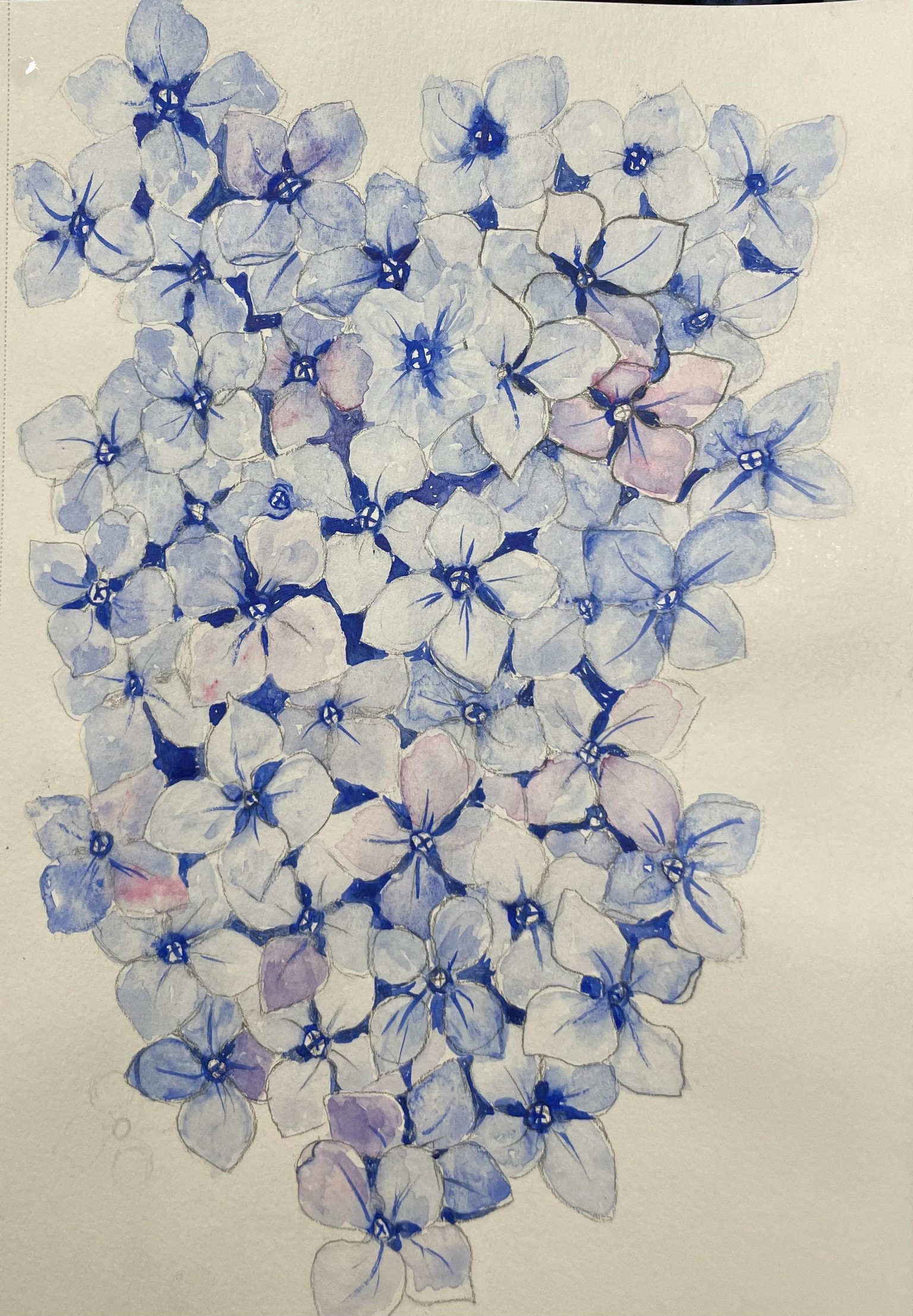 Hydrangea practice - image 1 - student project