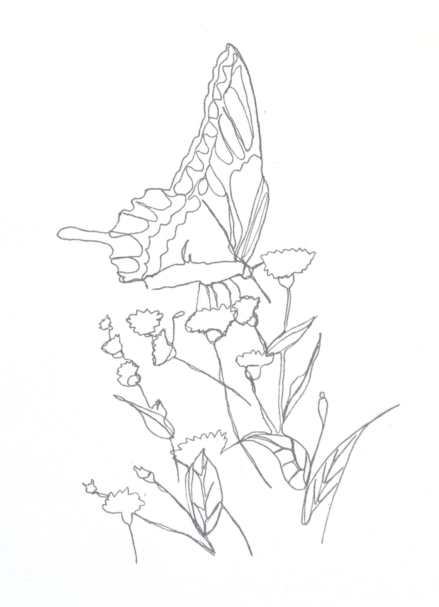 One line drawing, plants and butterfly - image 4 - student project