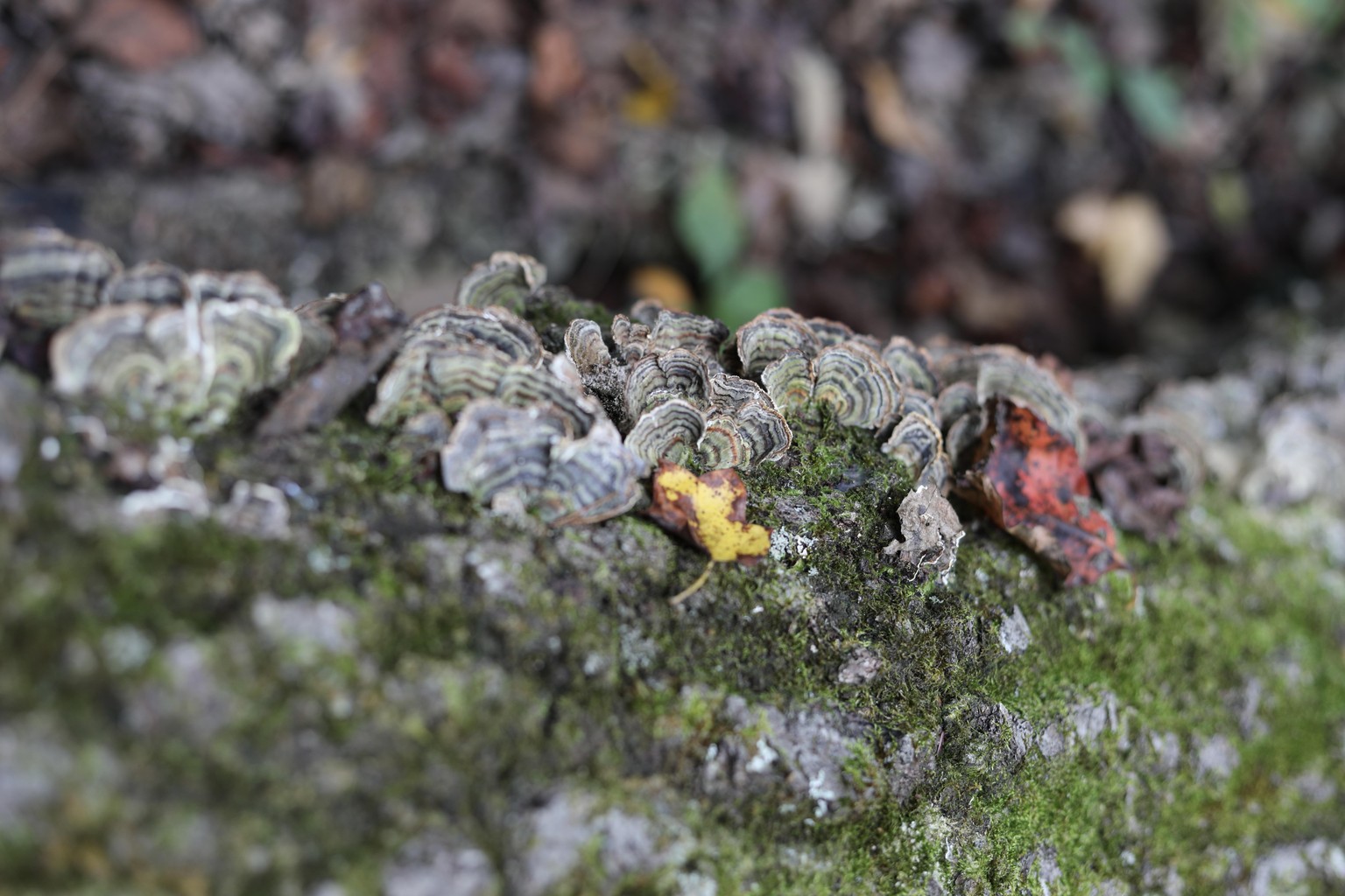 Versicolor Decay(first try in lightroom) - image 2 - student project