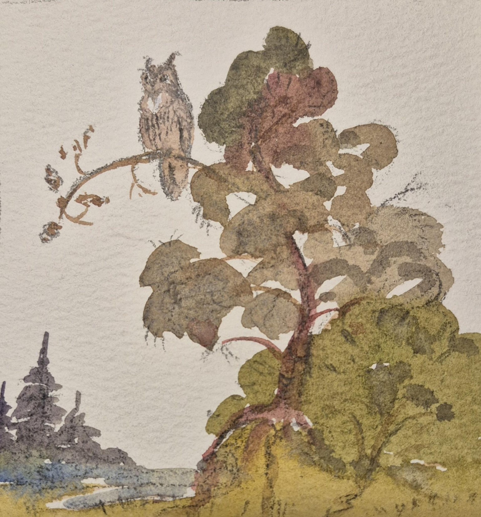 7 Days of Owls Sketchbook Challenge: Ink, Watercolor & Procreate Techniques to Level Up Your Art - image 3 - student project