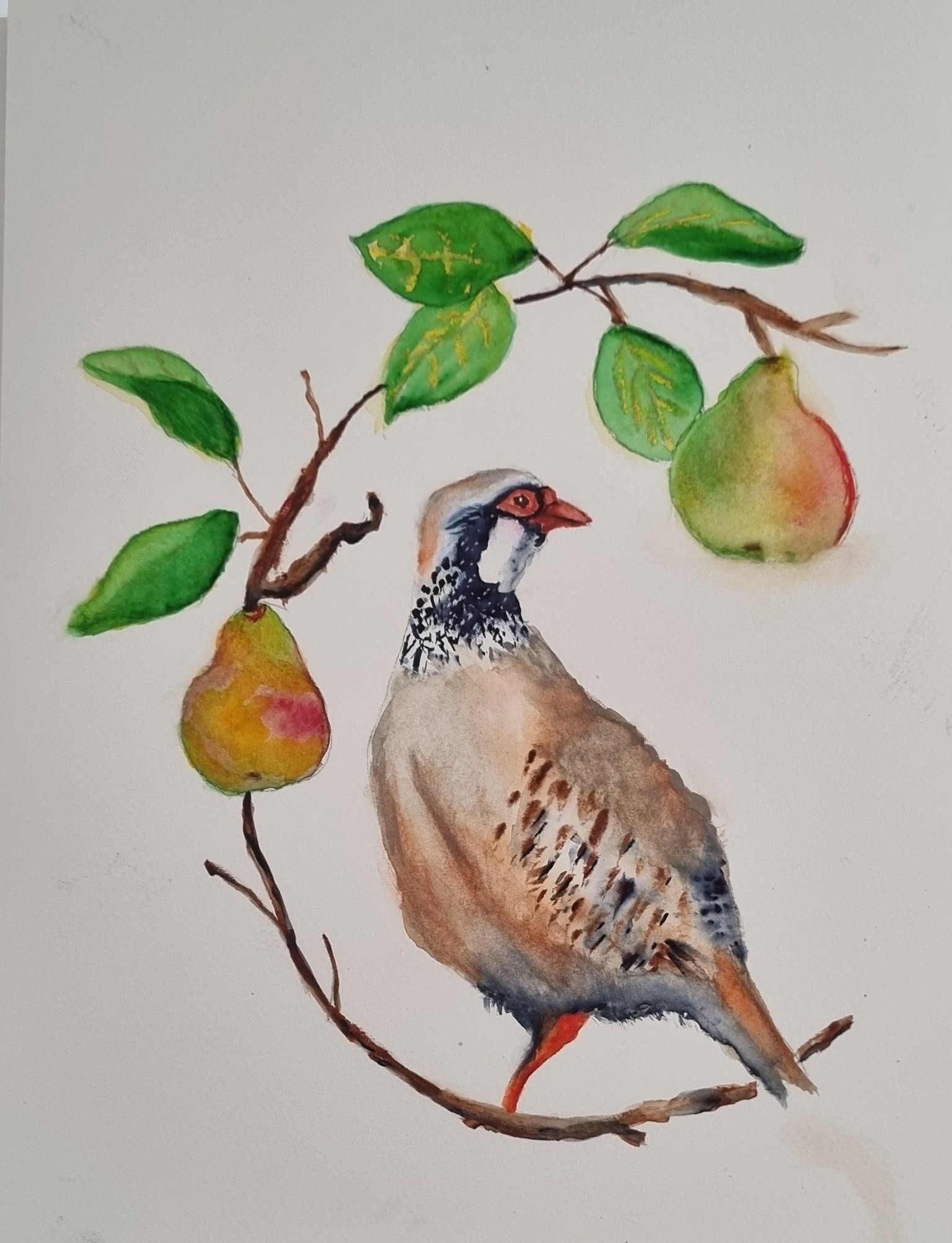 My Pheasant . .. - image 1 - student project