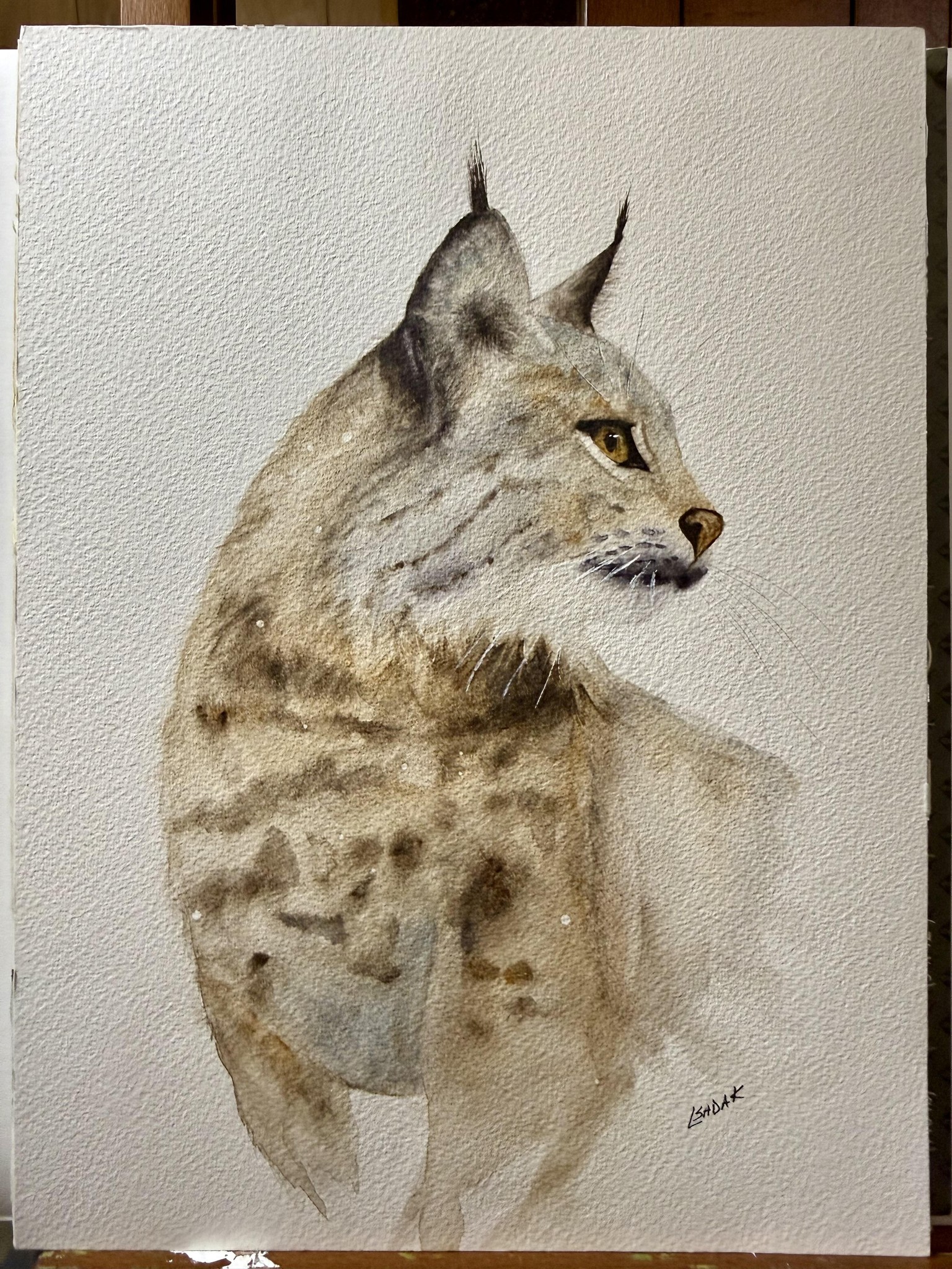 Gaze of the Iberian Lynx - image 1 - student project