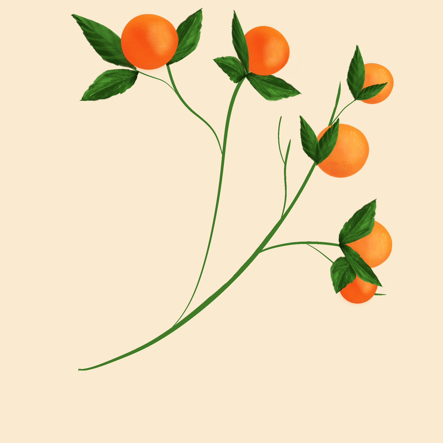 Oranges - image 1 - student project