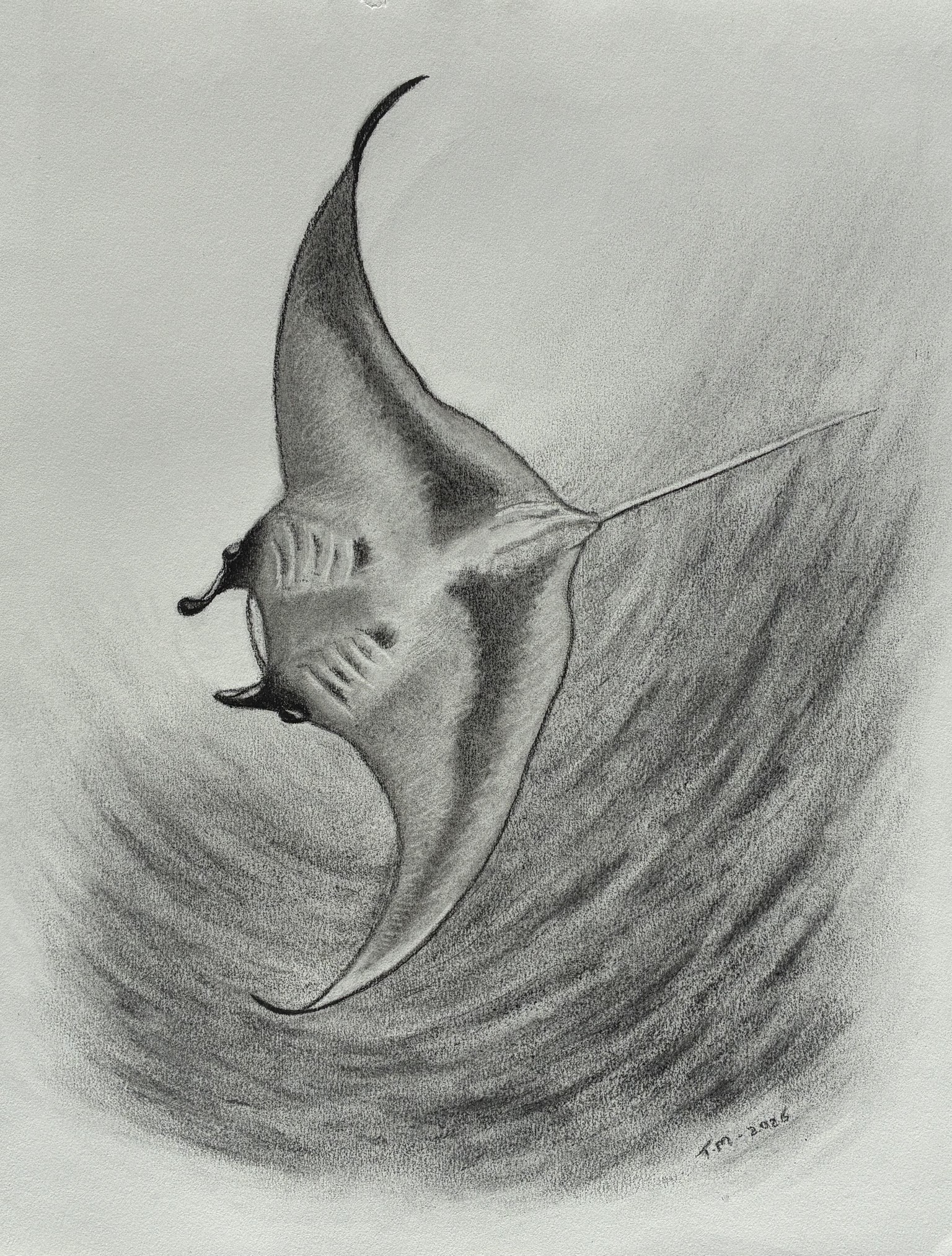 Charcoal Bull Shark with Remora - image 4 - student project