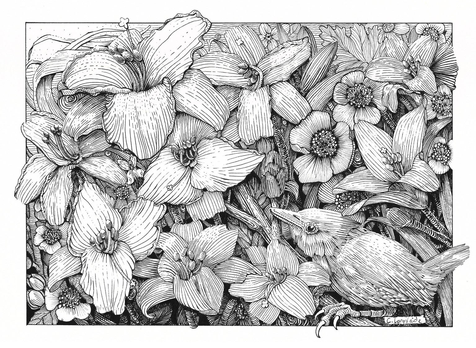 The Lily Garden in Pen & Ink - image 1 - student project