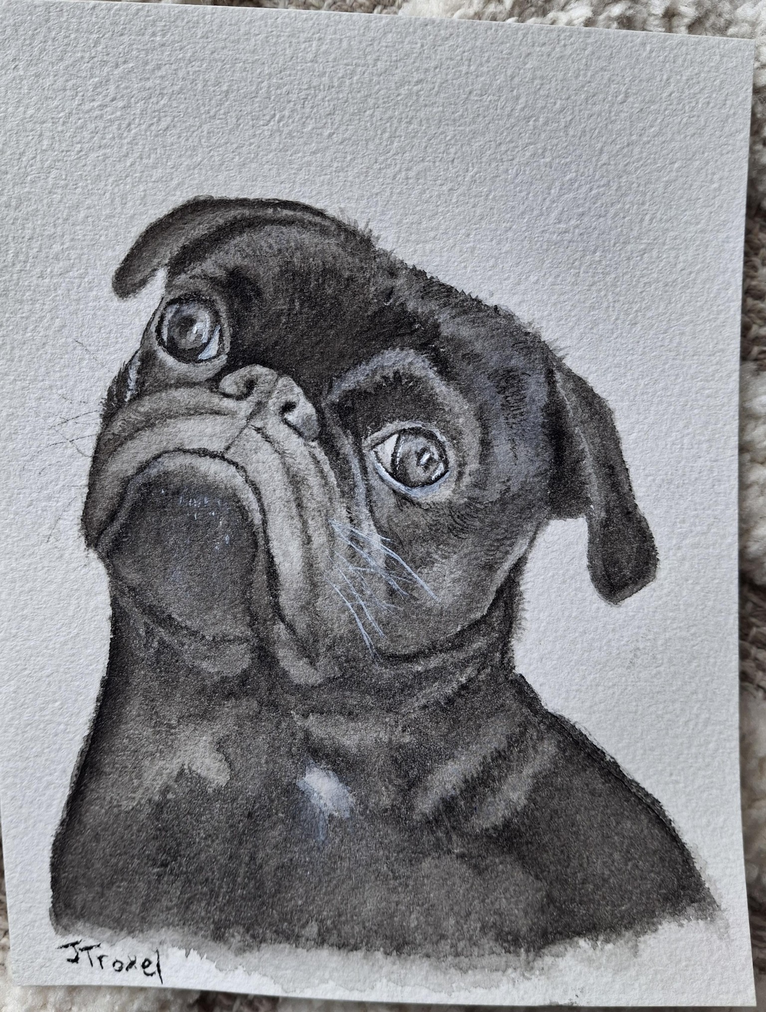 Pug - image 1 - student project
