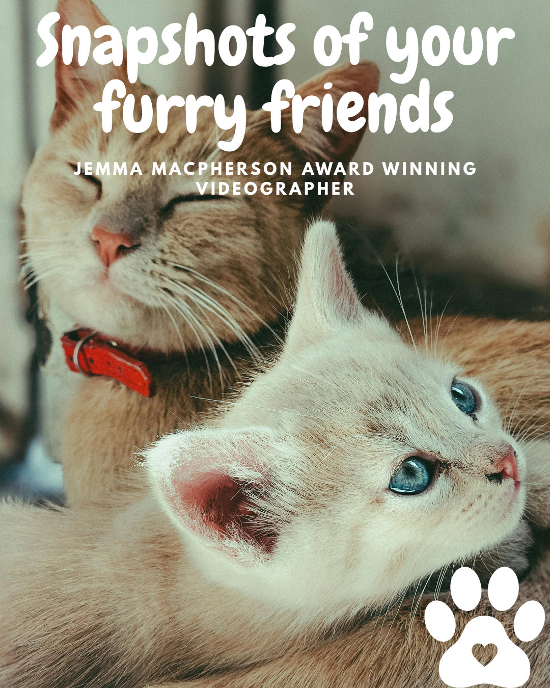Create forever memories with your furry friends! - image 1 - student project