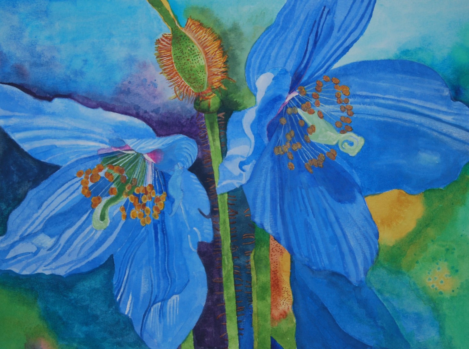 Himalayan Blue Poppies - image 1 - student project