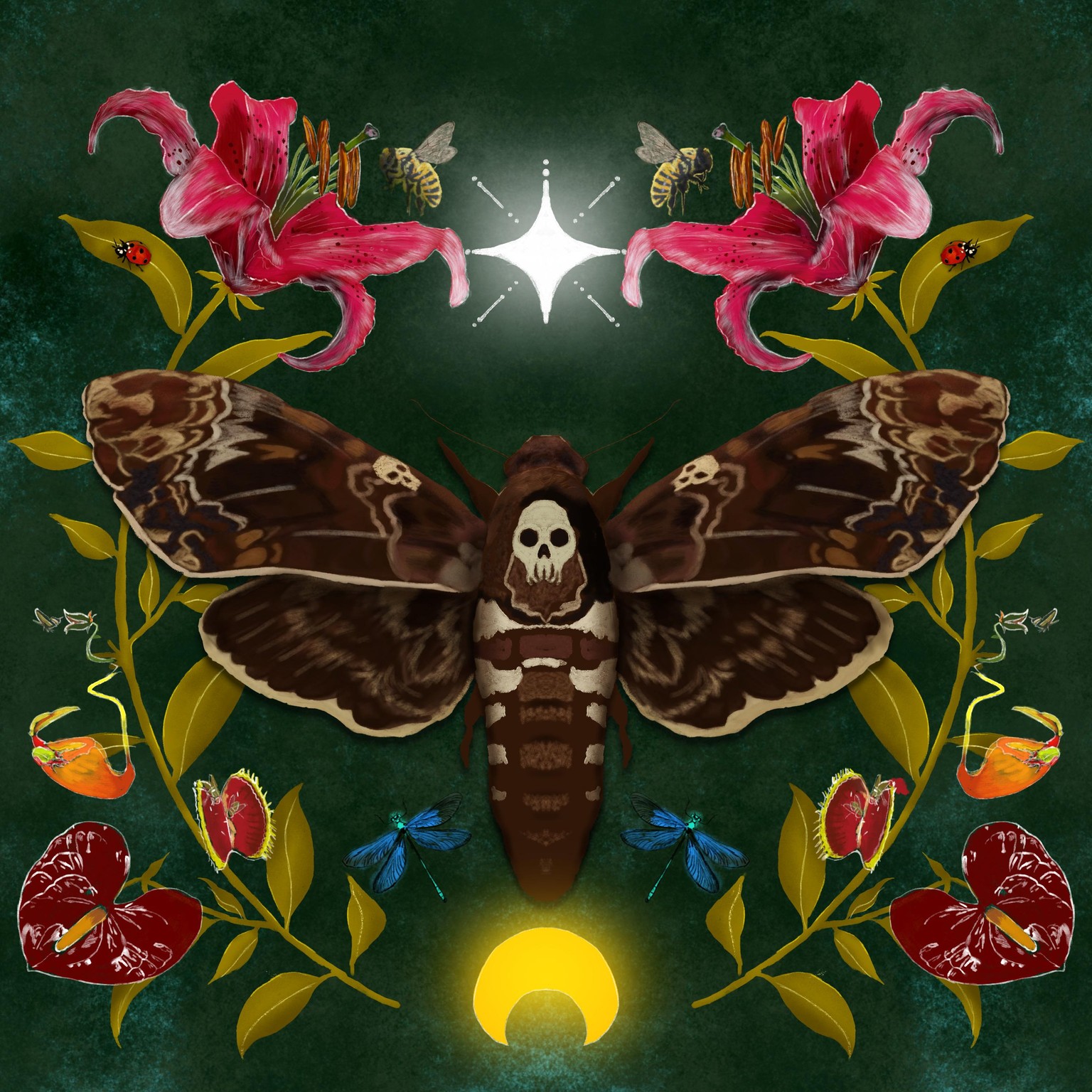 the death's head moth - image 1 - student project