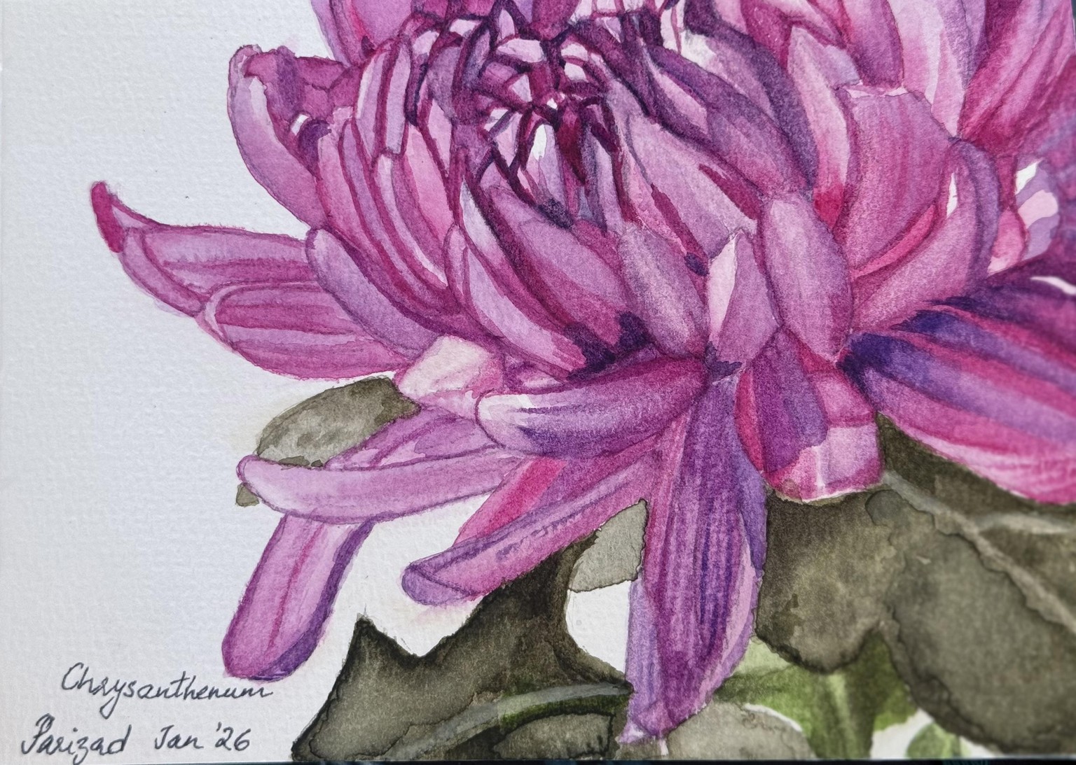 Chrysanthemum - image 1 - student project
