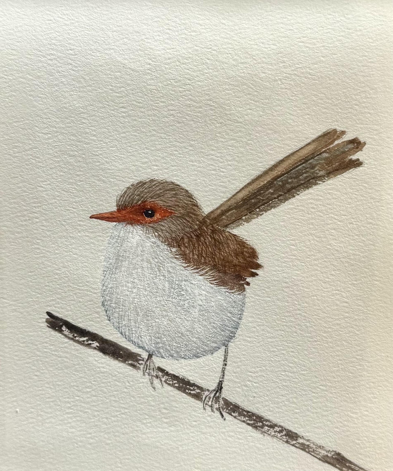 Superb Fairy Wren - image 1 - student project