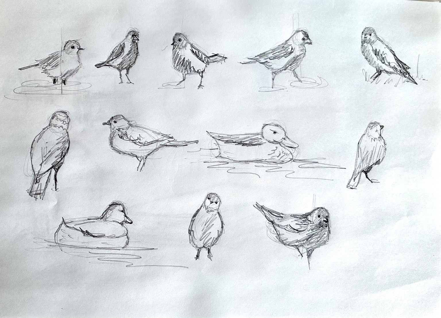 Pencil Sketching - image 4 - student project