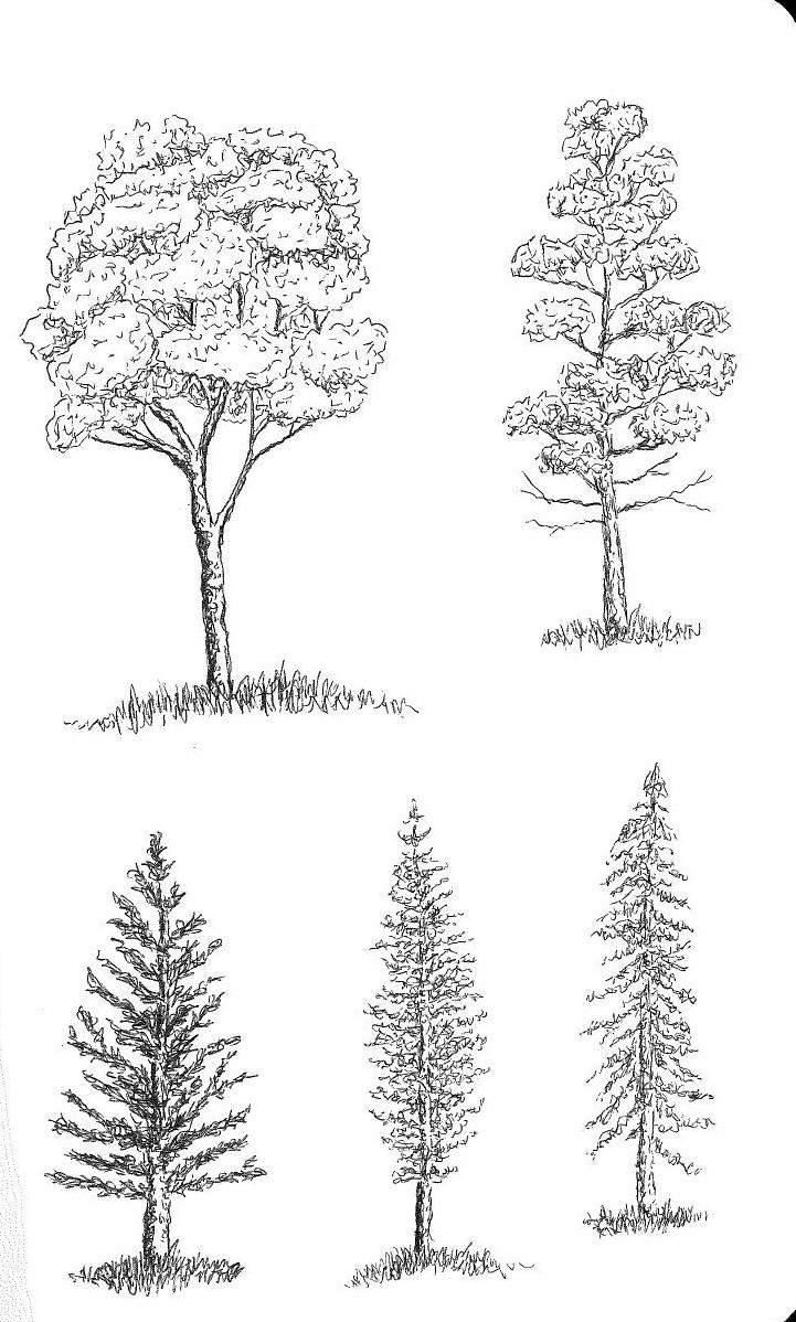 Sketchy Trees with a Ballpoint Pen - image 2 - student project