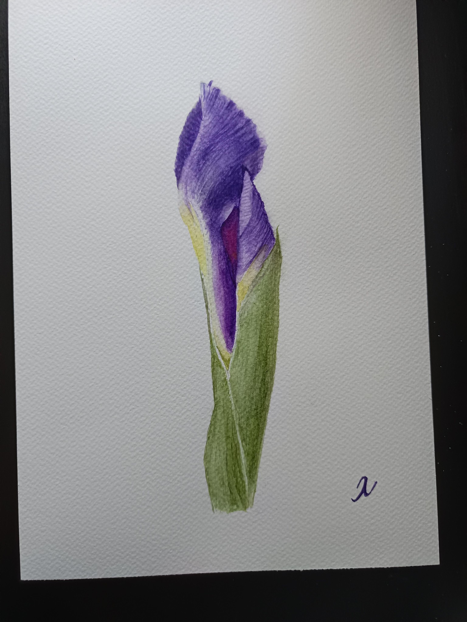 Iris Bud - image 1 - student project