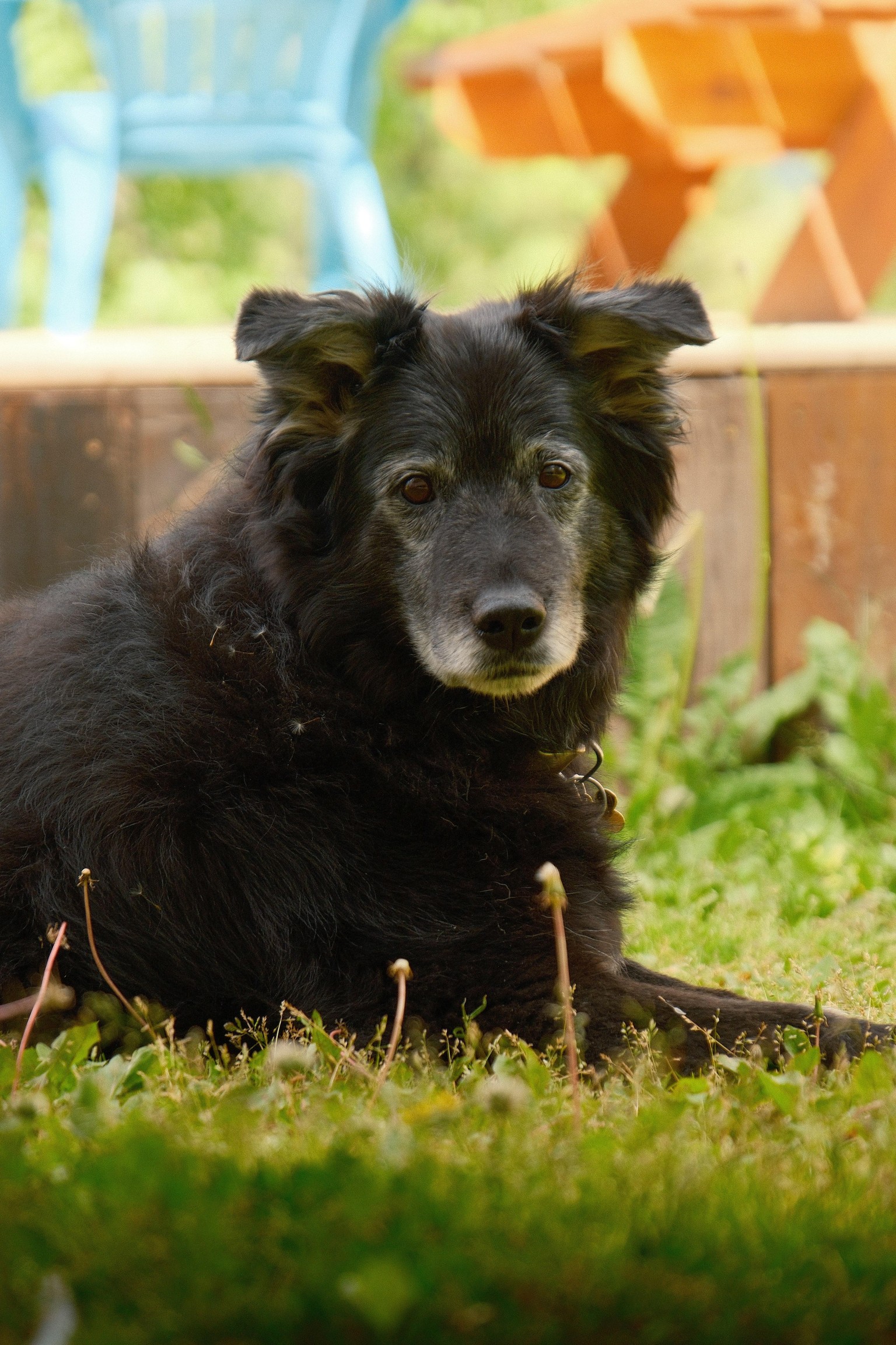 Moberly the Mutt - image 1 - student project