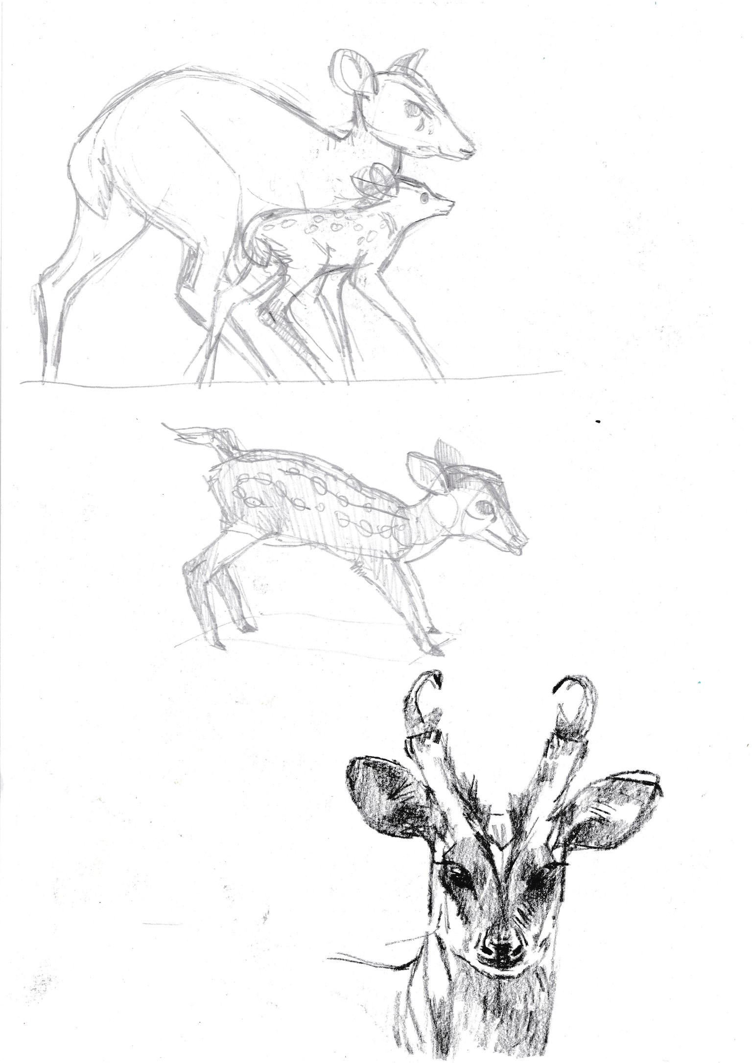 Wild in Hong Kong - image 4 - student project
