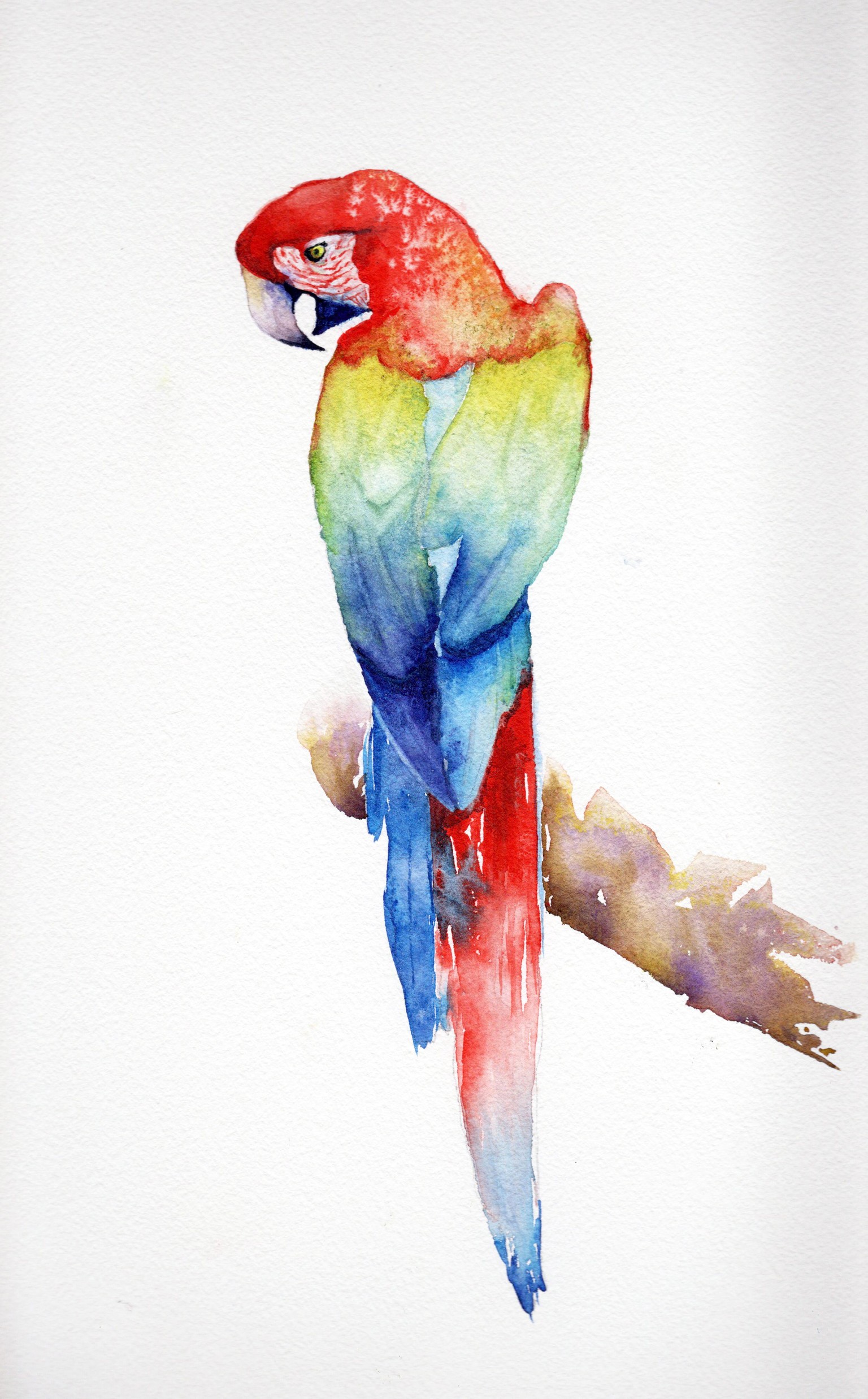 Parrot - image 1 - student project