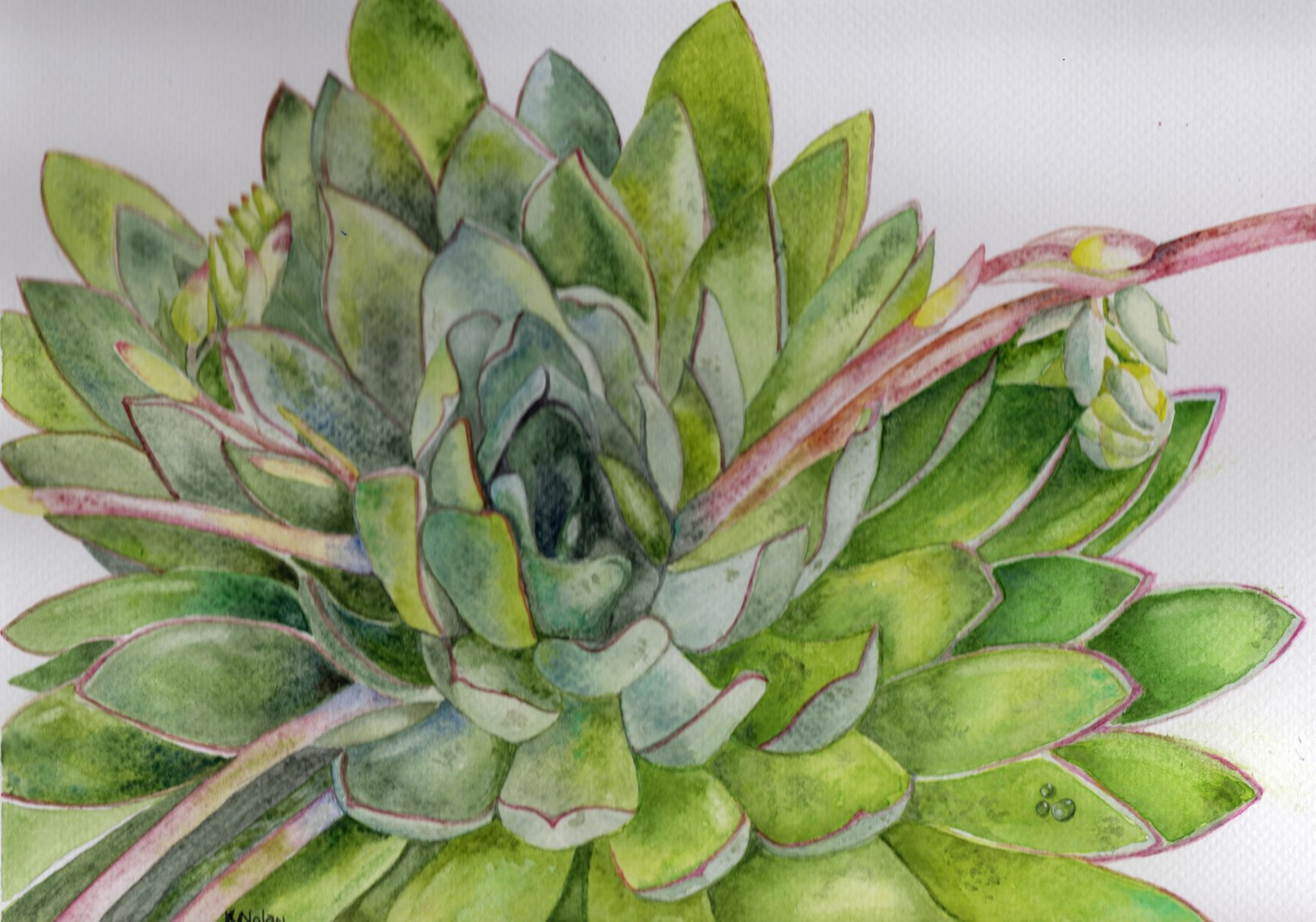 Succulent 2025 - image 1 - student project