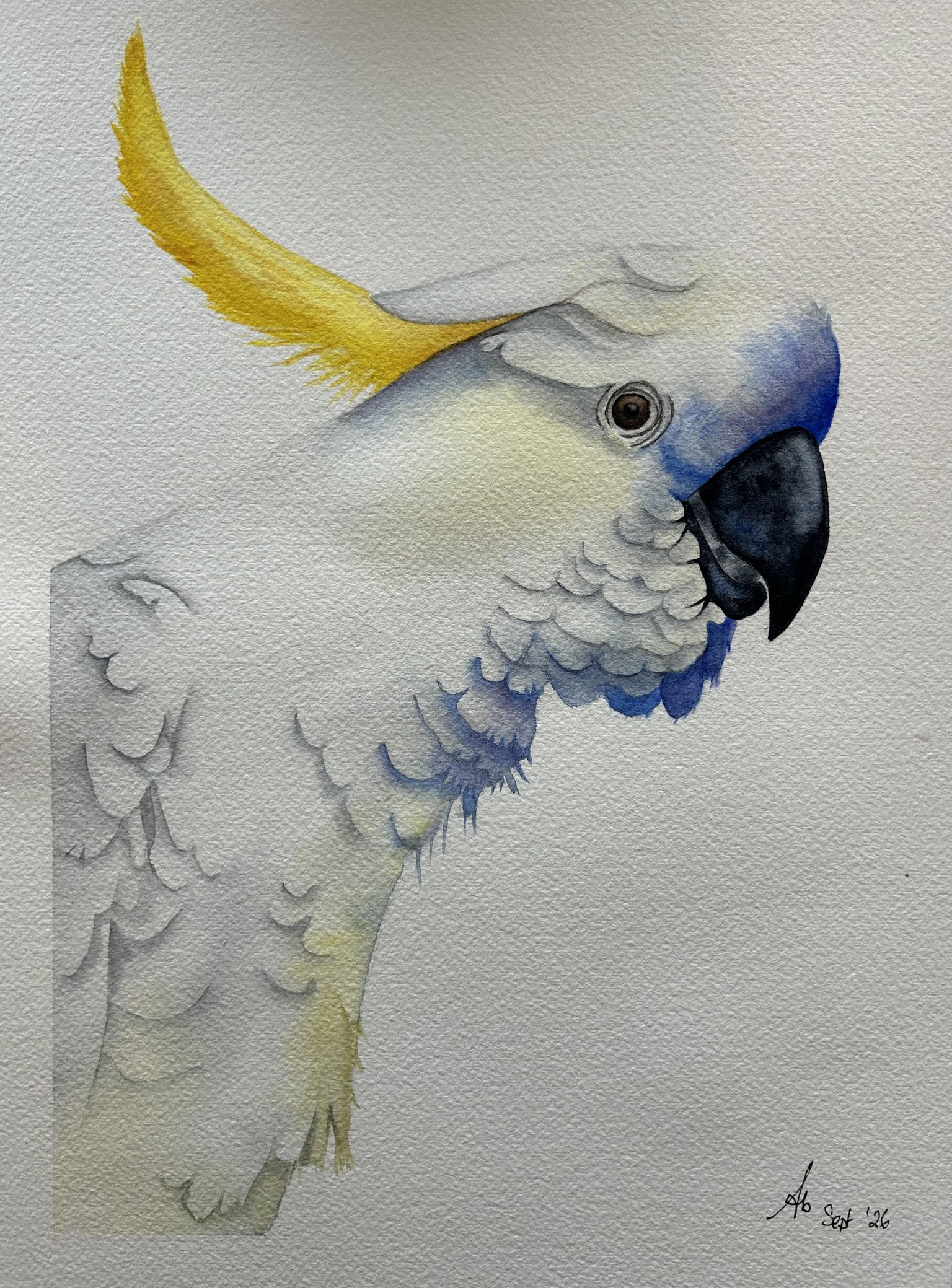 Hello, Cocky! - image 1 - student project
