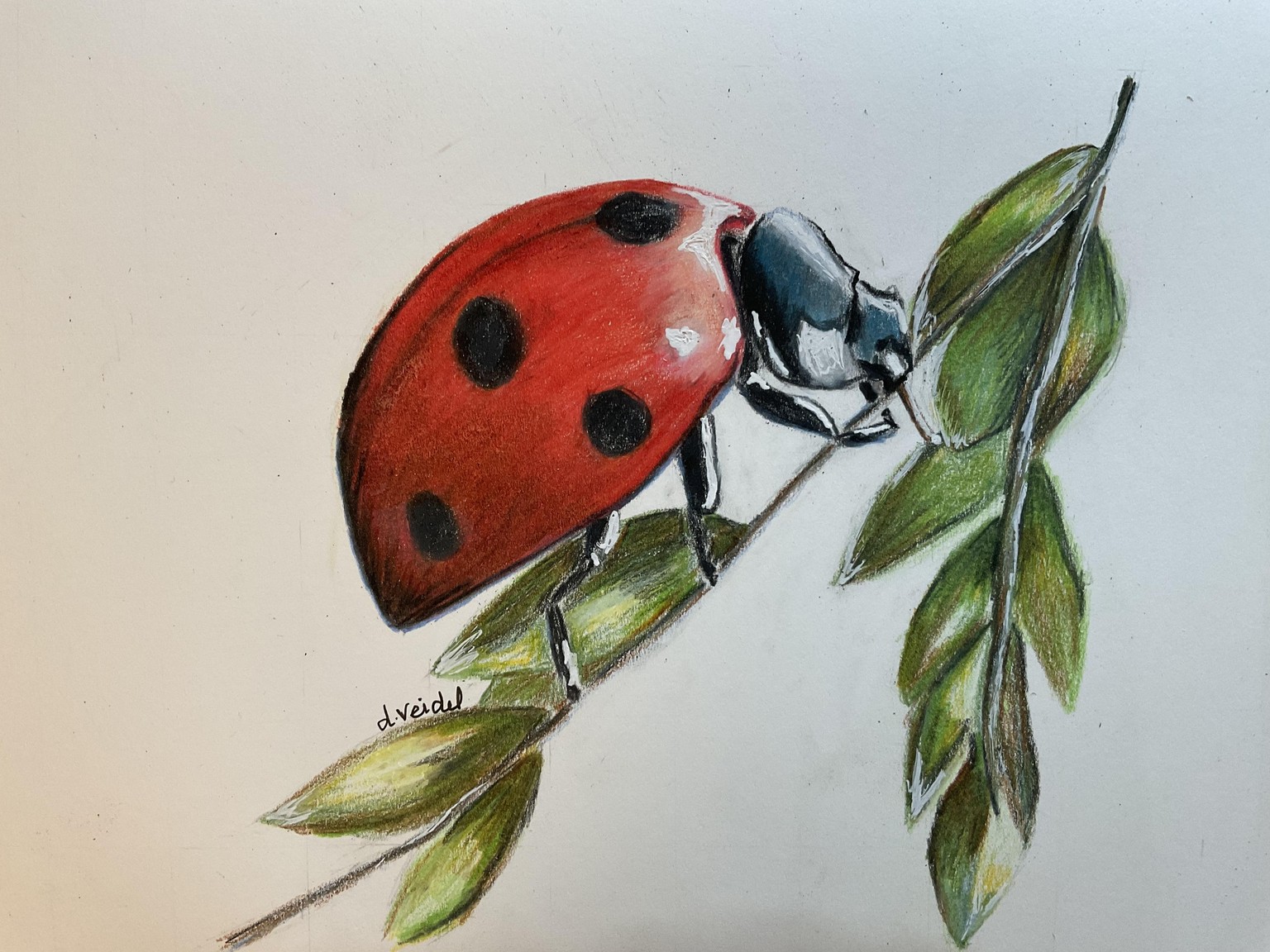 Ladybug - image 2 - student project