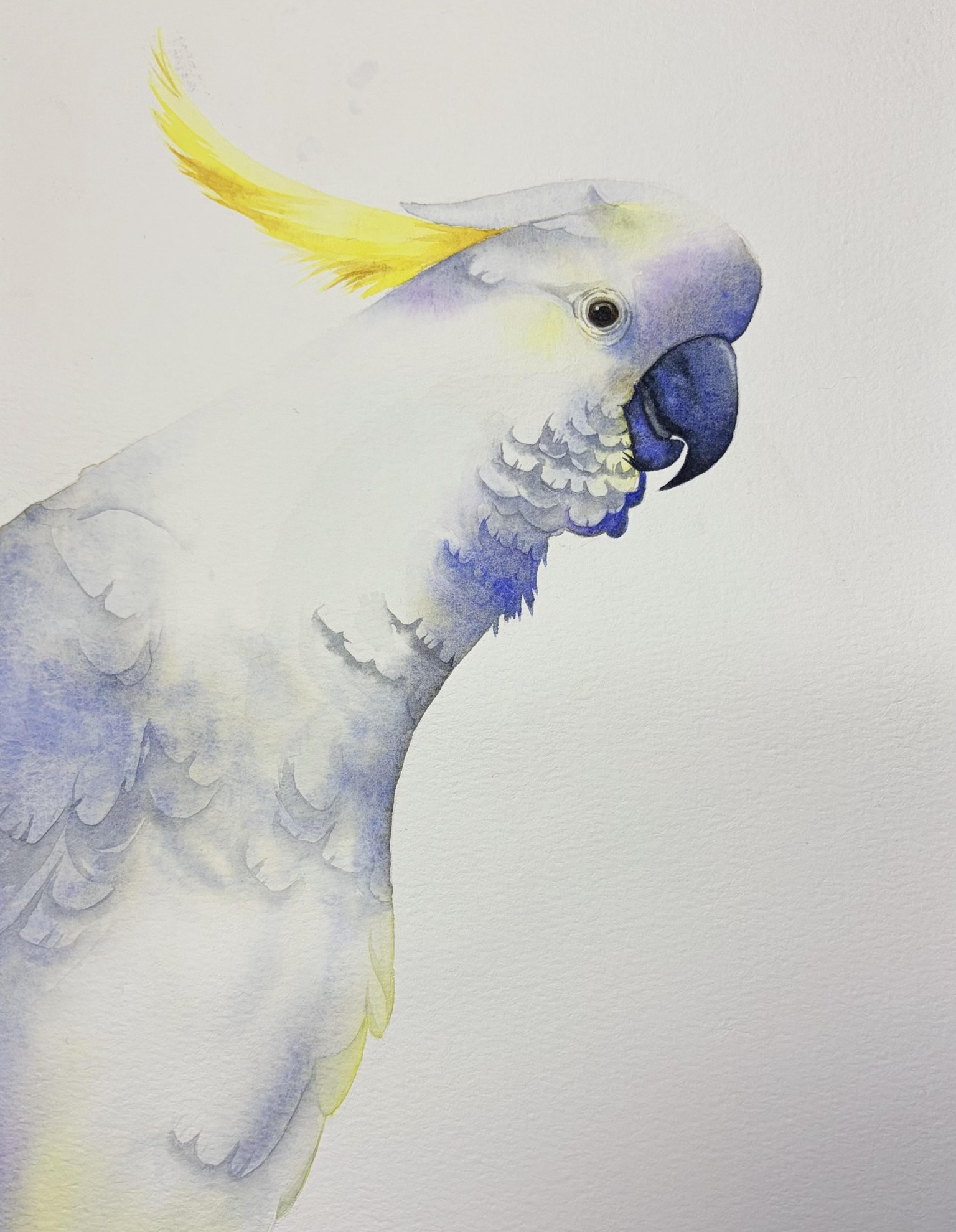 White cockatoo - image 1 - student project