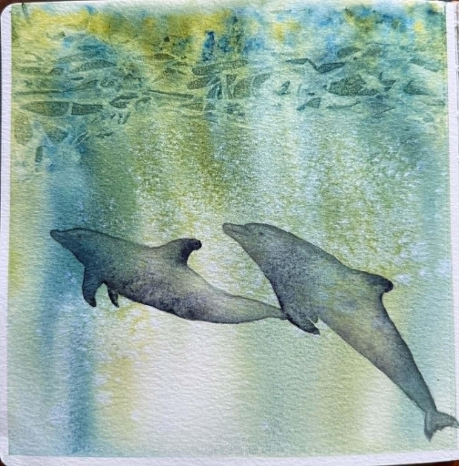 Dolphins - image 1 - student project