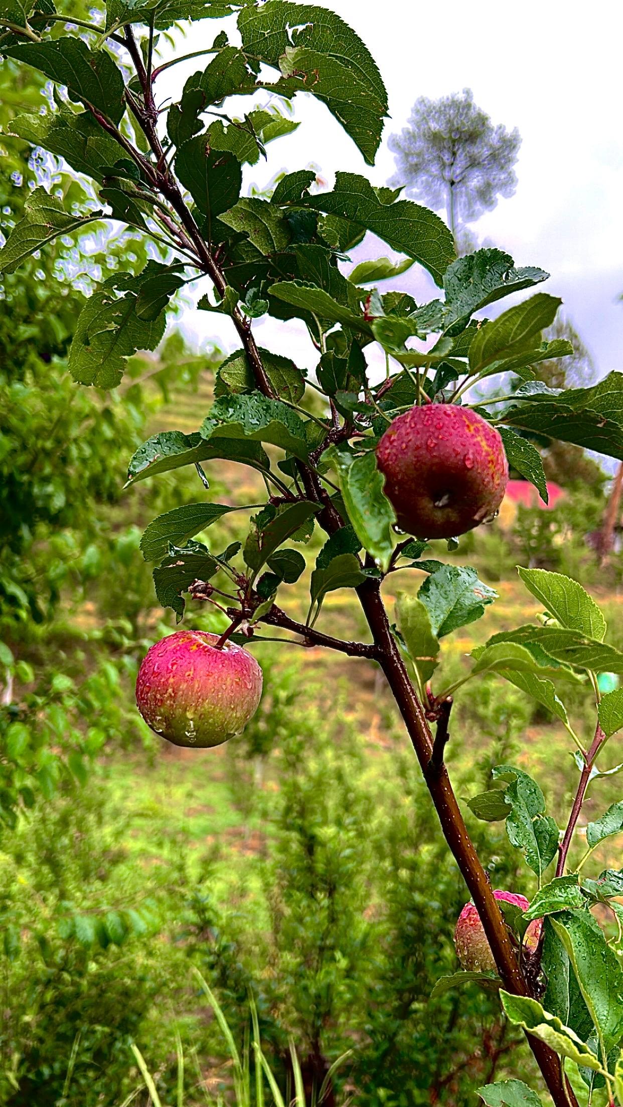 Rain-kissed apples - image 1 - student project