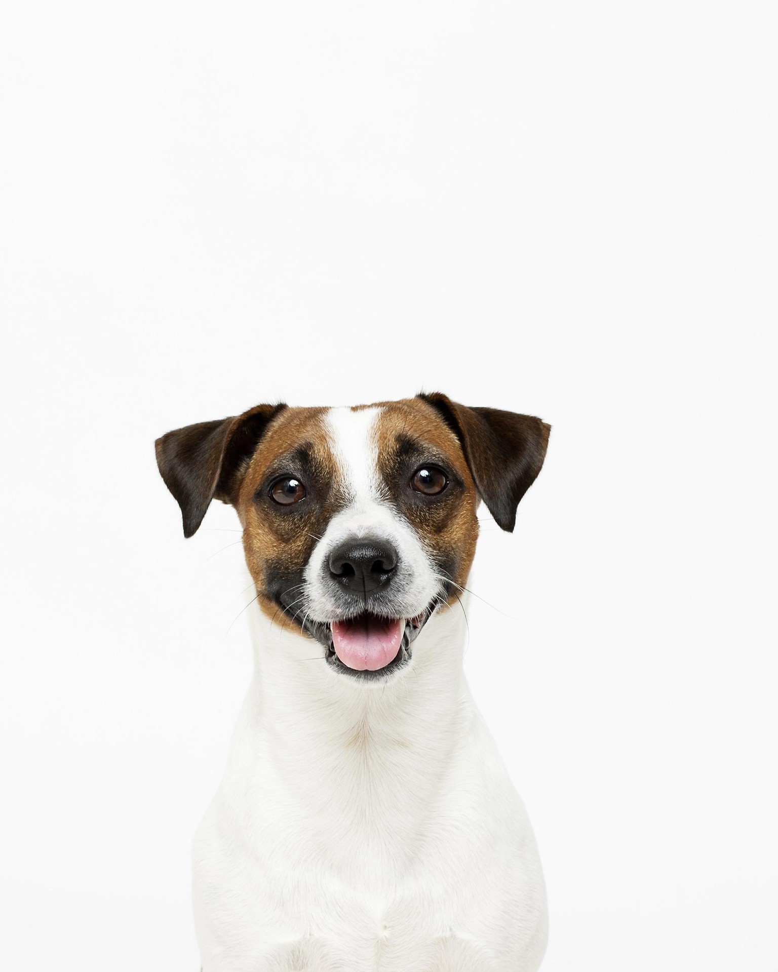 Lenny and Bella staring right into my soul (and camera)! - image 1 - student project