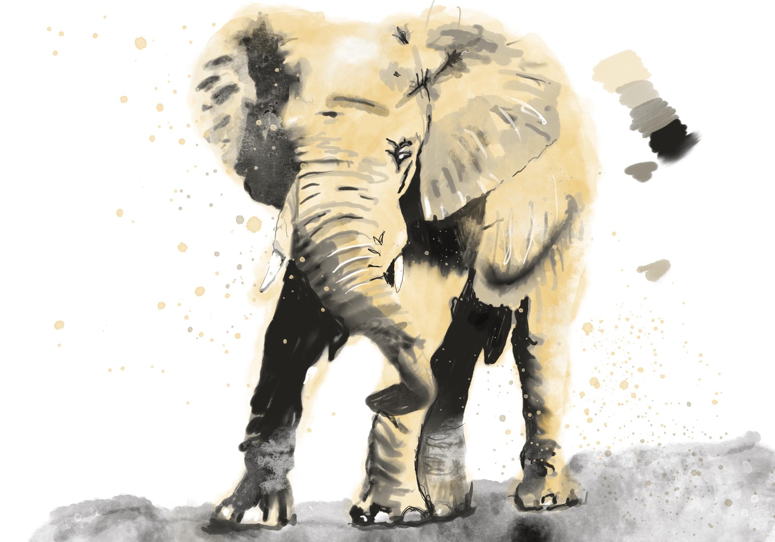 Elephant - Work in Progress - Value Study - image 1 - student project