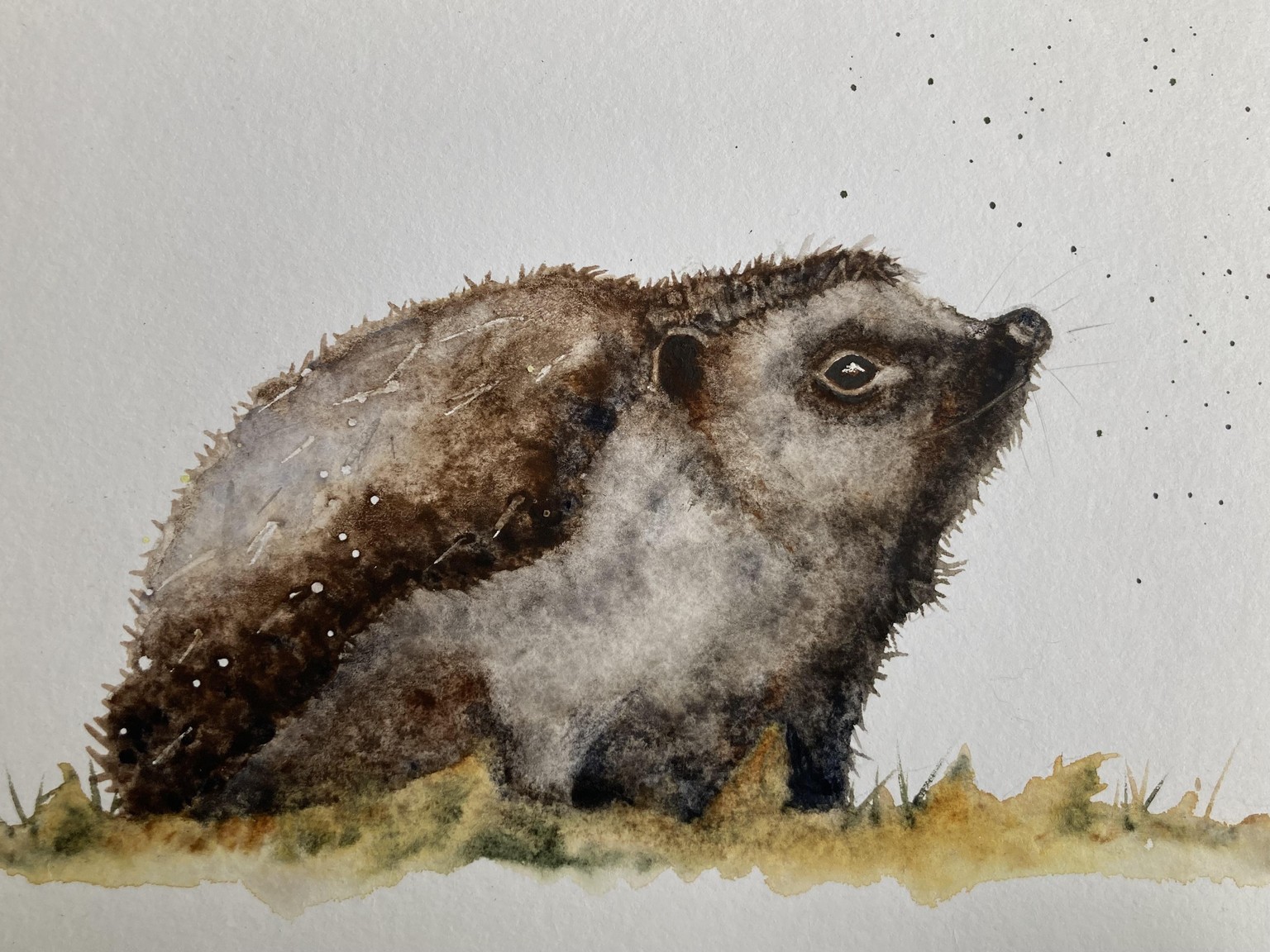 Little Hedgehog - image 1 - student project