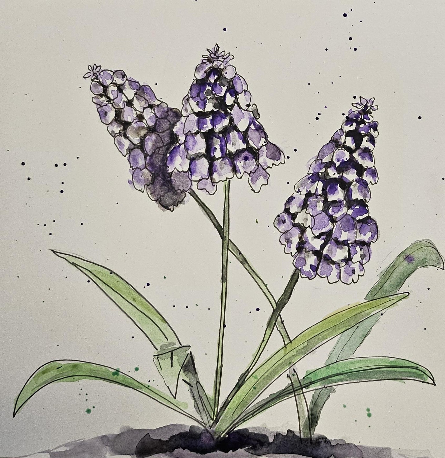 Happy Hyacinth - image 2 - student project