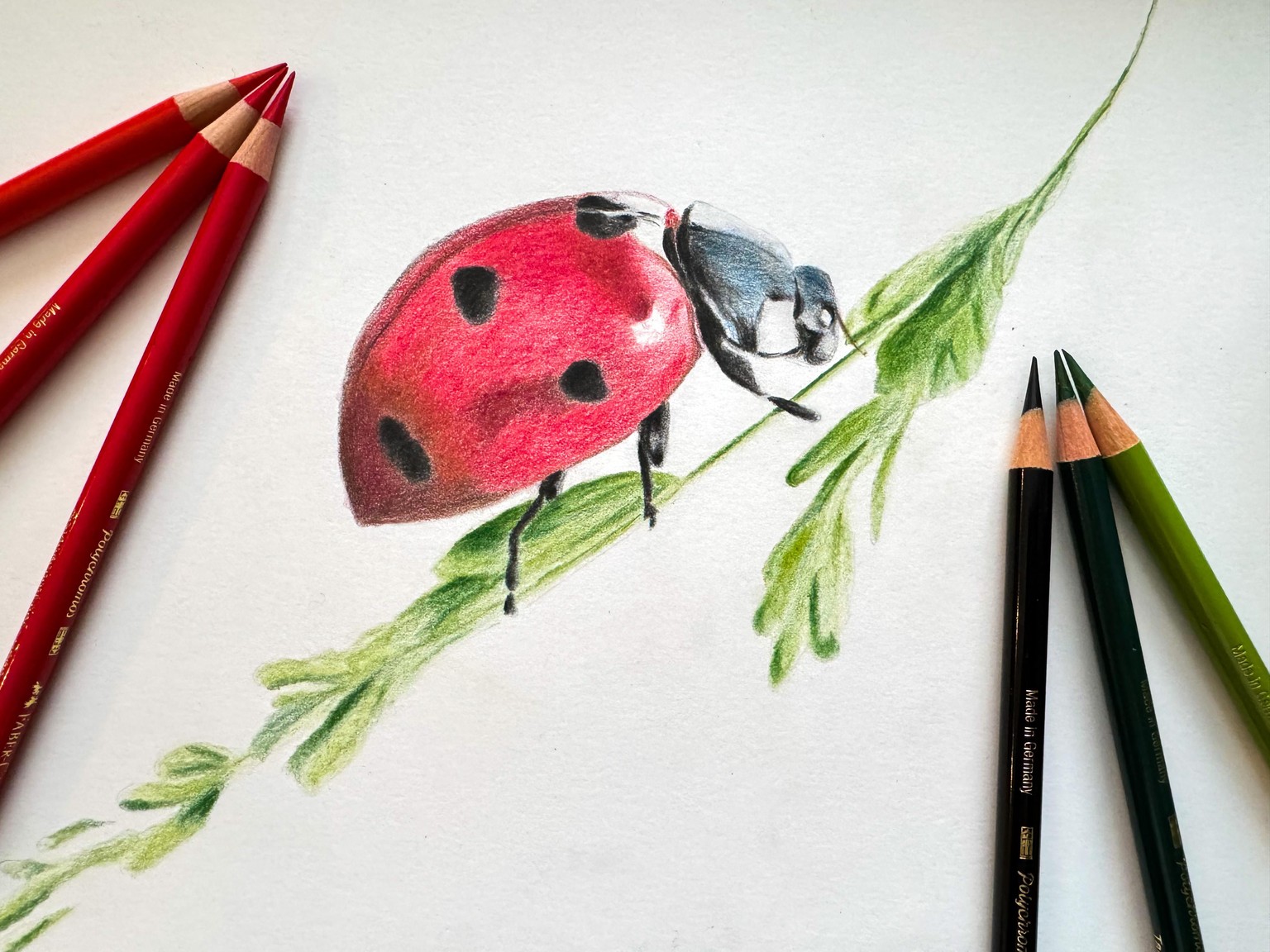 My coloured pencil Ladybird - image 1 - student project
