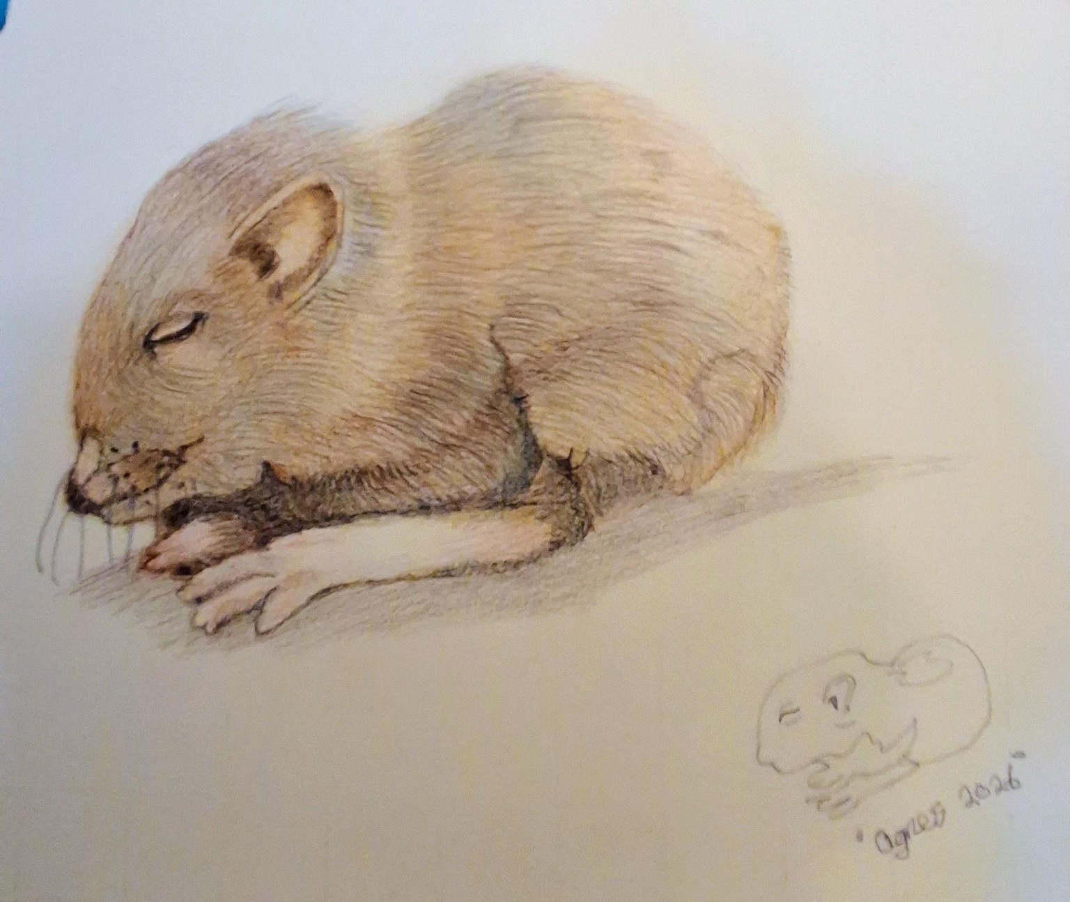 Mouse - image 1 - student project