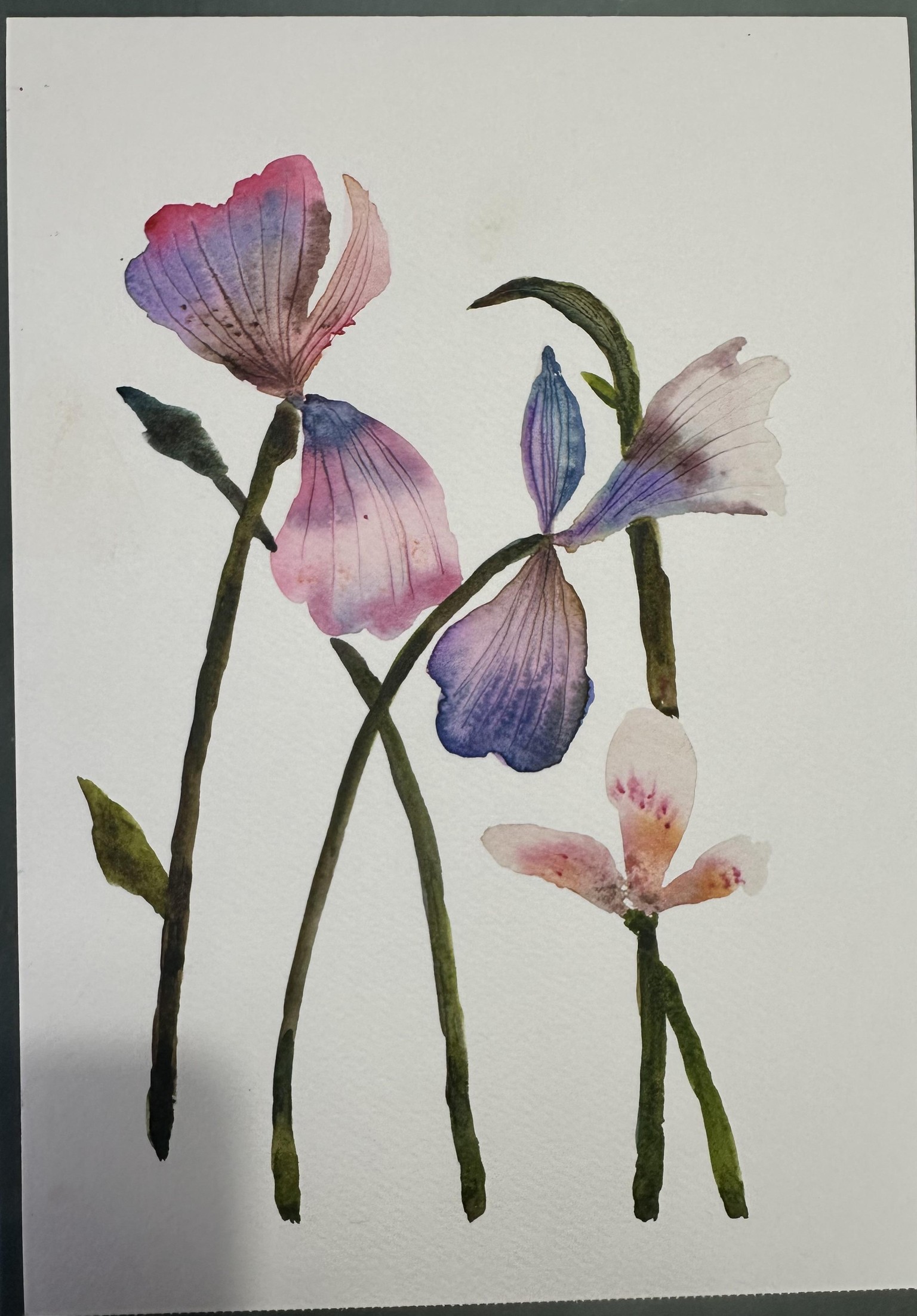 Loose Iris Flowers - 2 paintings - image 1 - student project