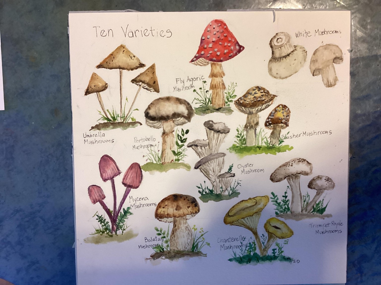 Ten mushroom varieties - image 1 - student project